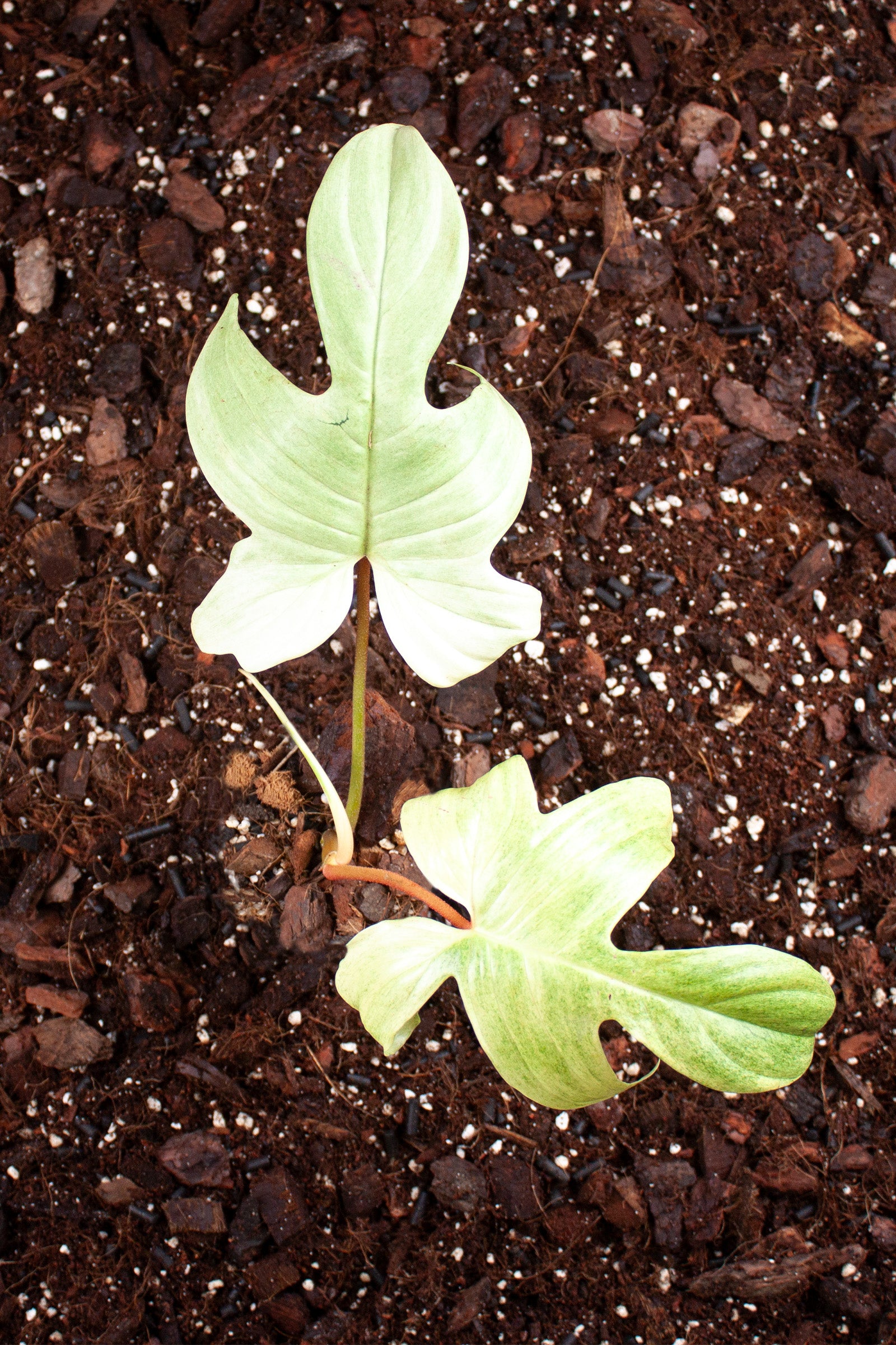 Philodendron Florida Ghost