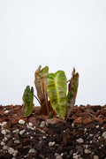 Philidendron Billicosum (Billietiae x Verrucosum)