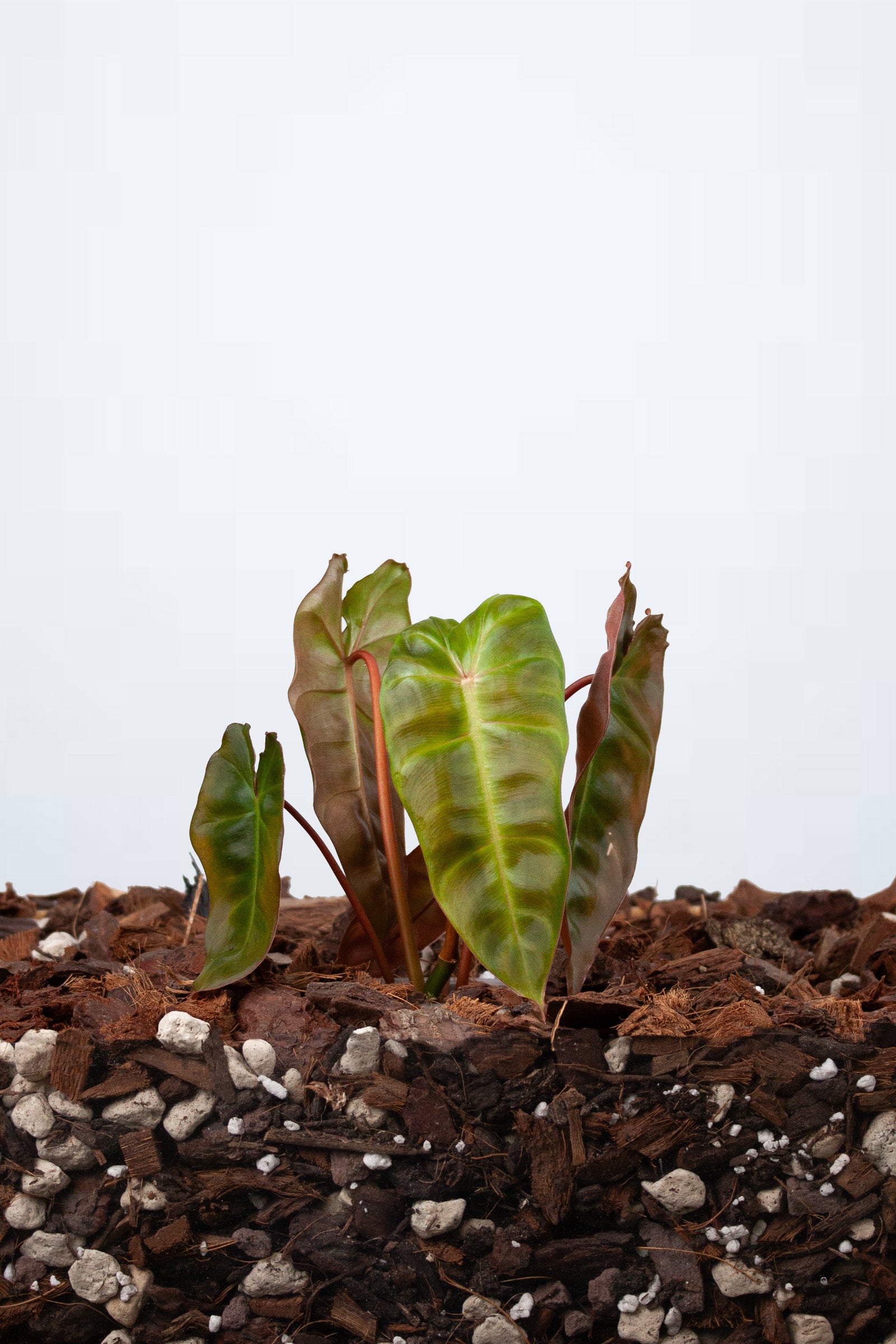 Philidendron Billicosum (Billietiae x Verrucosum)