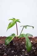 Philodendron Florida Beauty