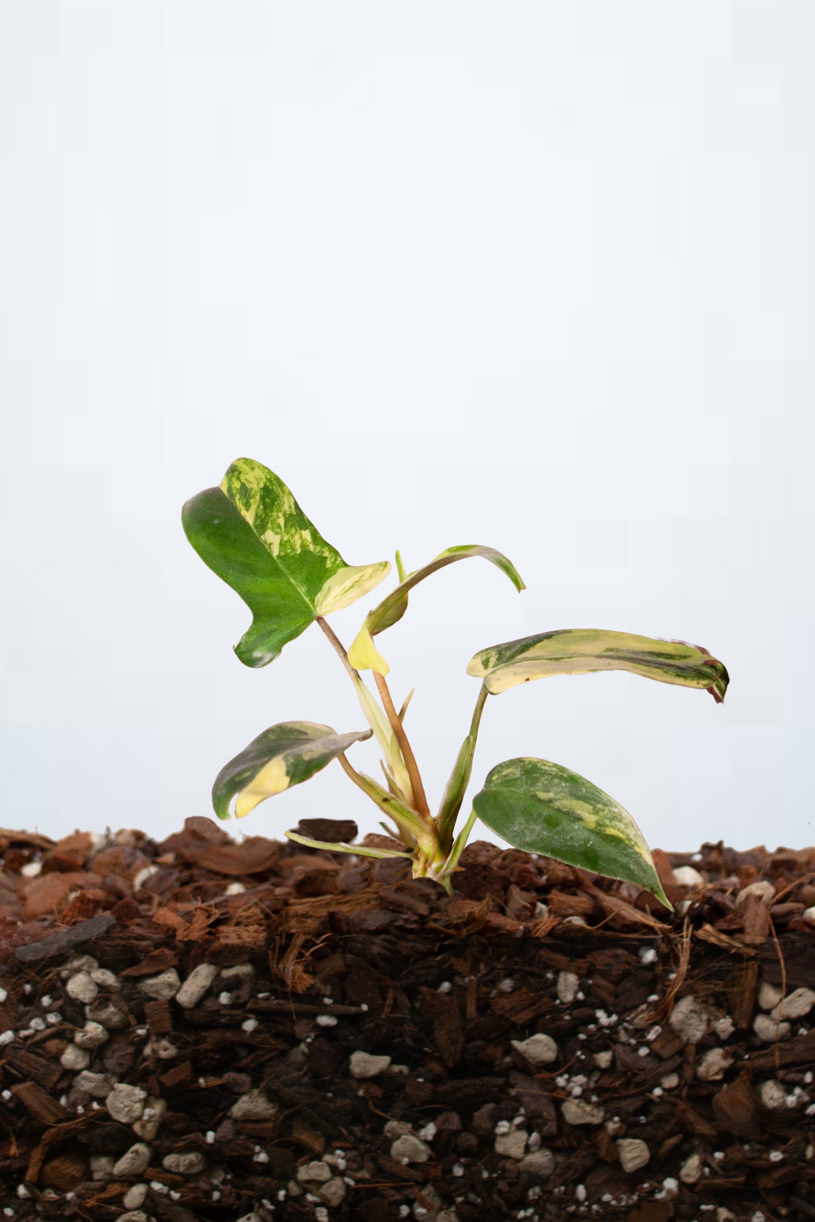 Philodendron Florida Beauty