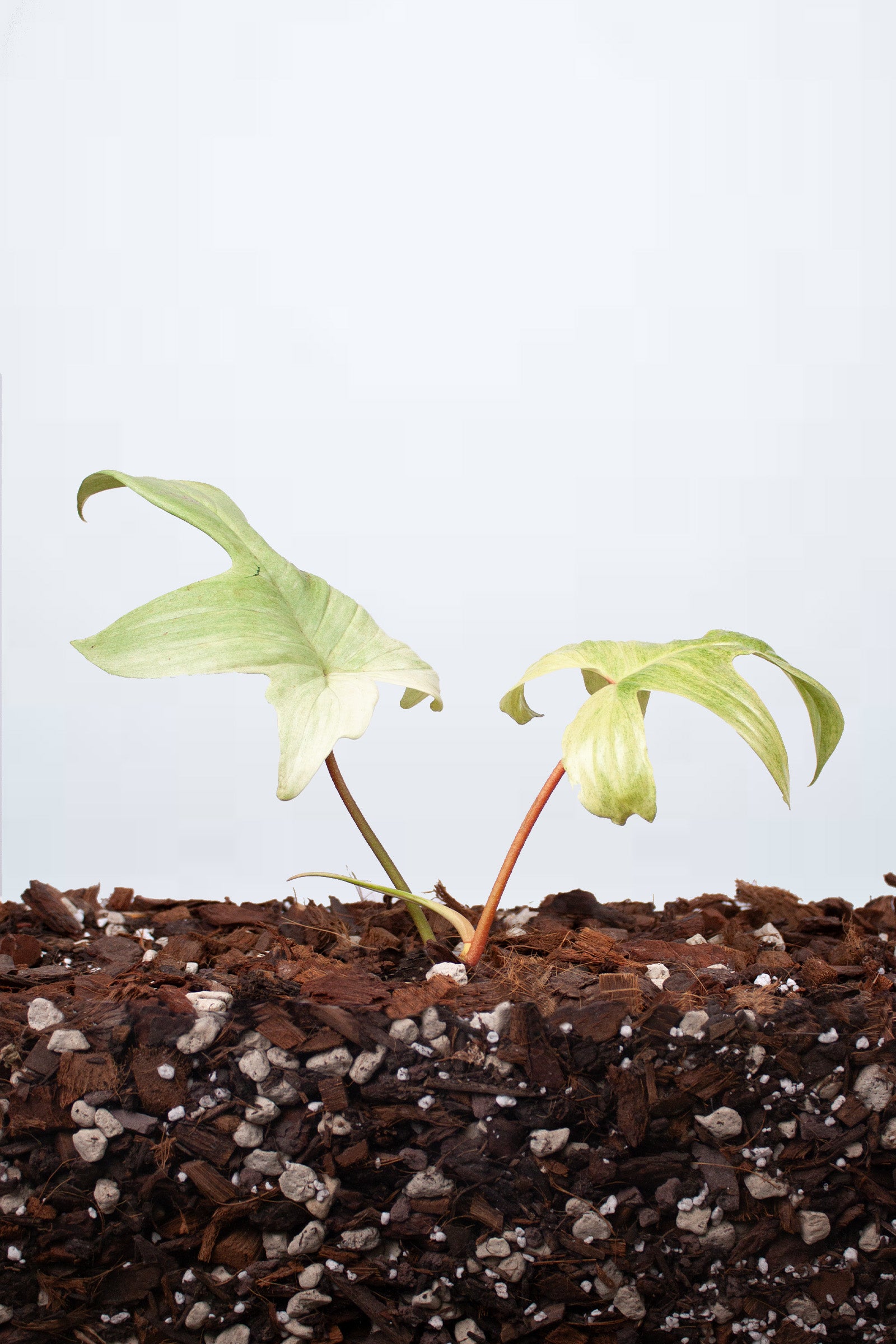 Philodendron Florida Ghost