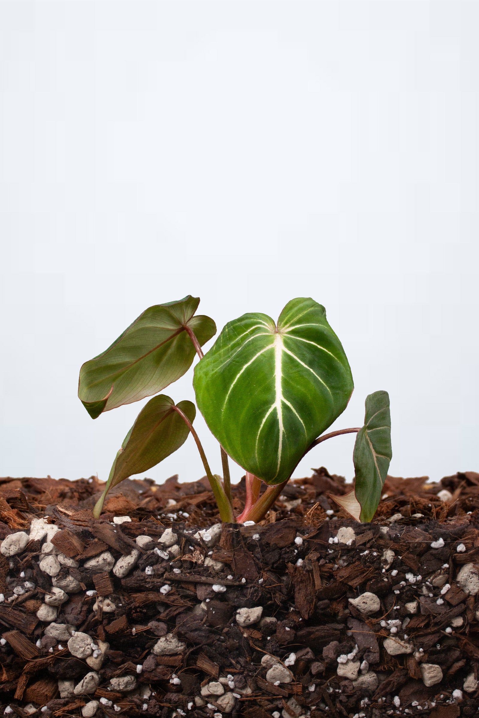 Philodendron Gloriosum