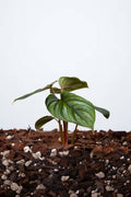Philodendron Mamei