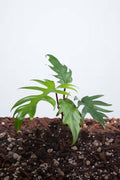 Philodendron Mayoi