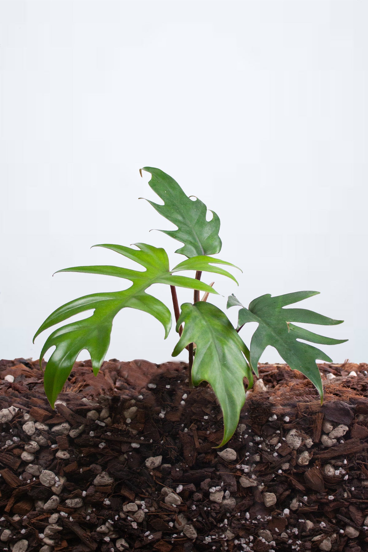 Philodendron Mayoi