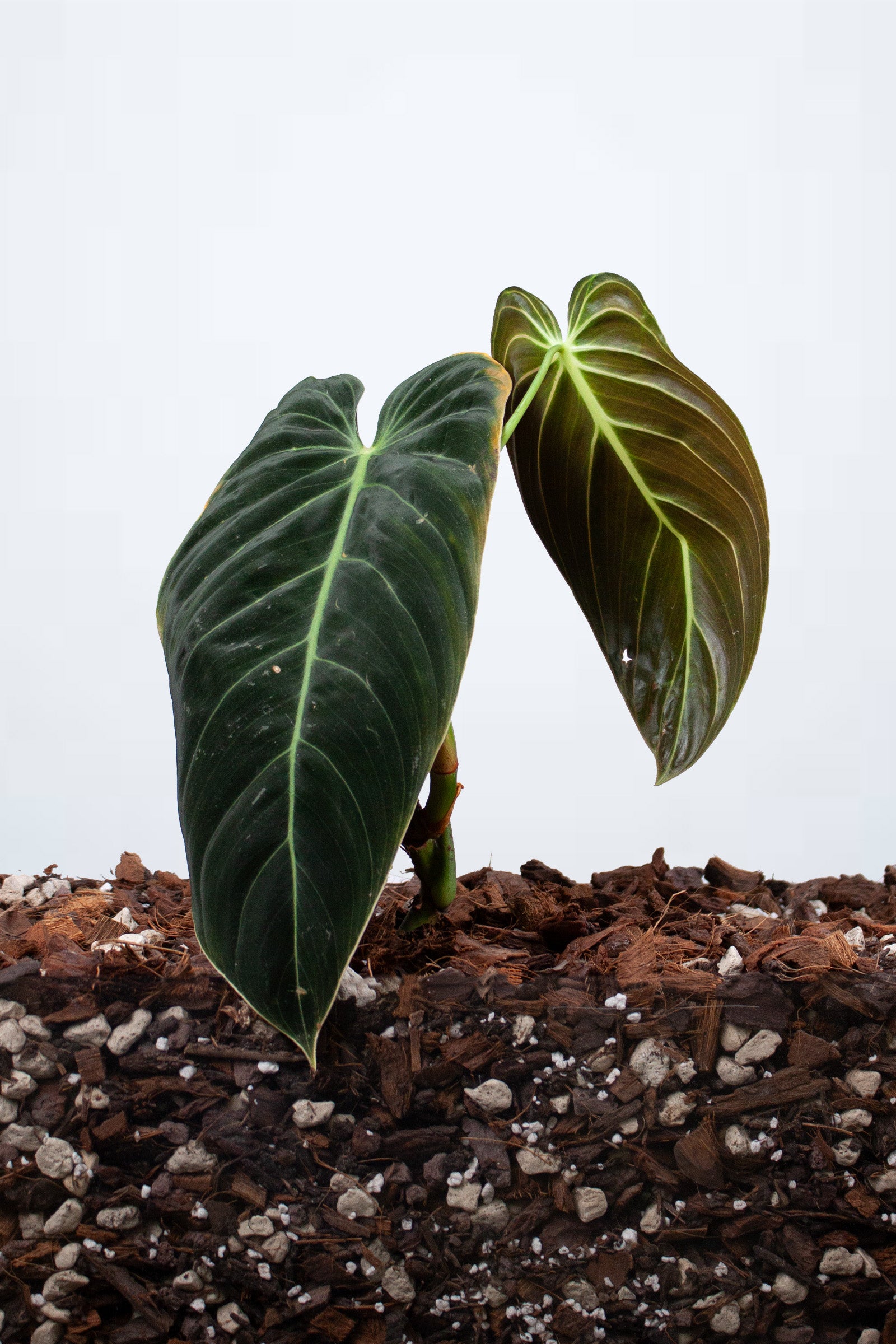 Philodendron Melanochrysum