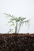 Philodendron Polypodioides