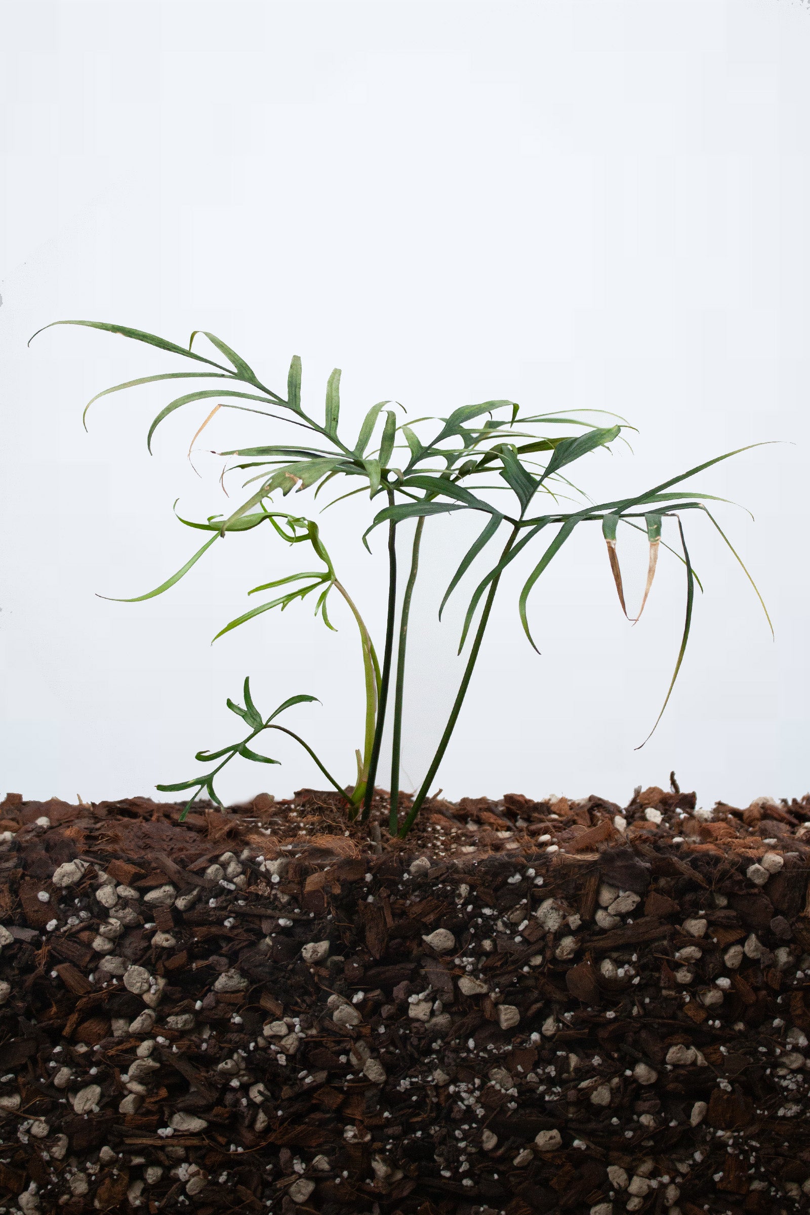 Philodendron Polypodioides