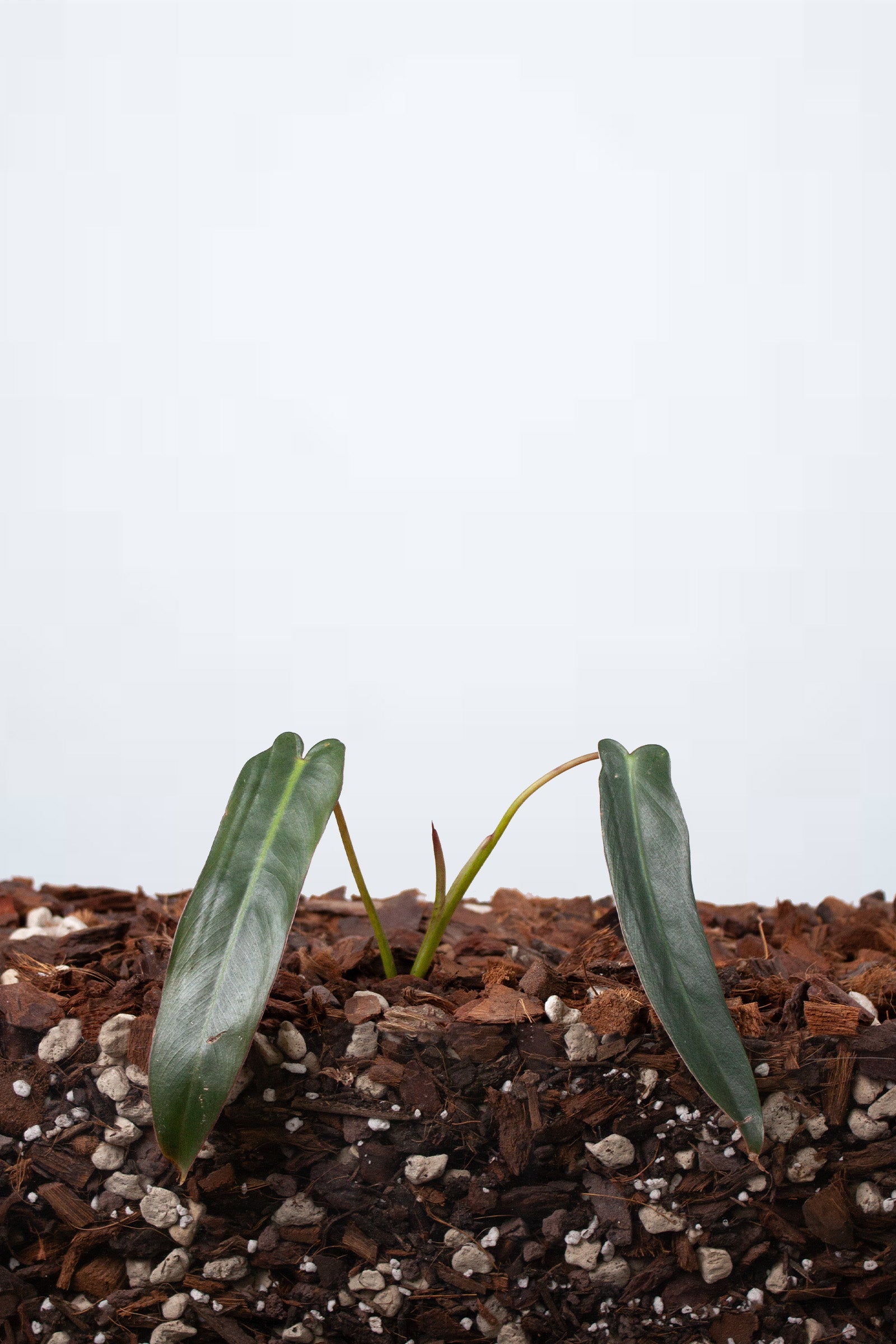 Philodendron Spiritus-Sancti