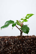 Philodendron Squamiferum