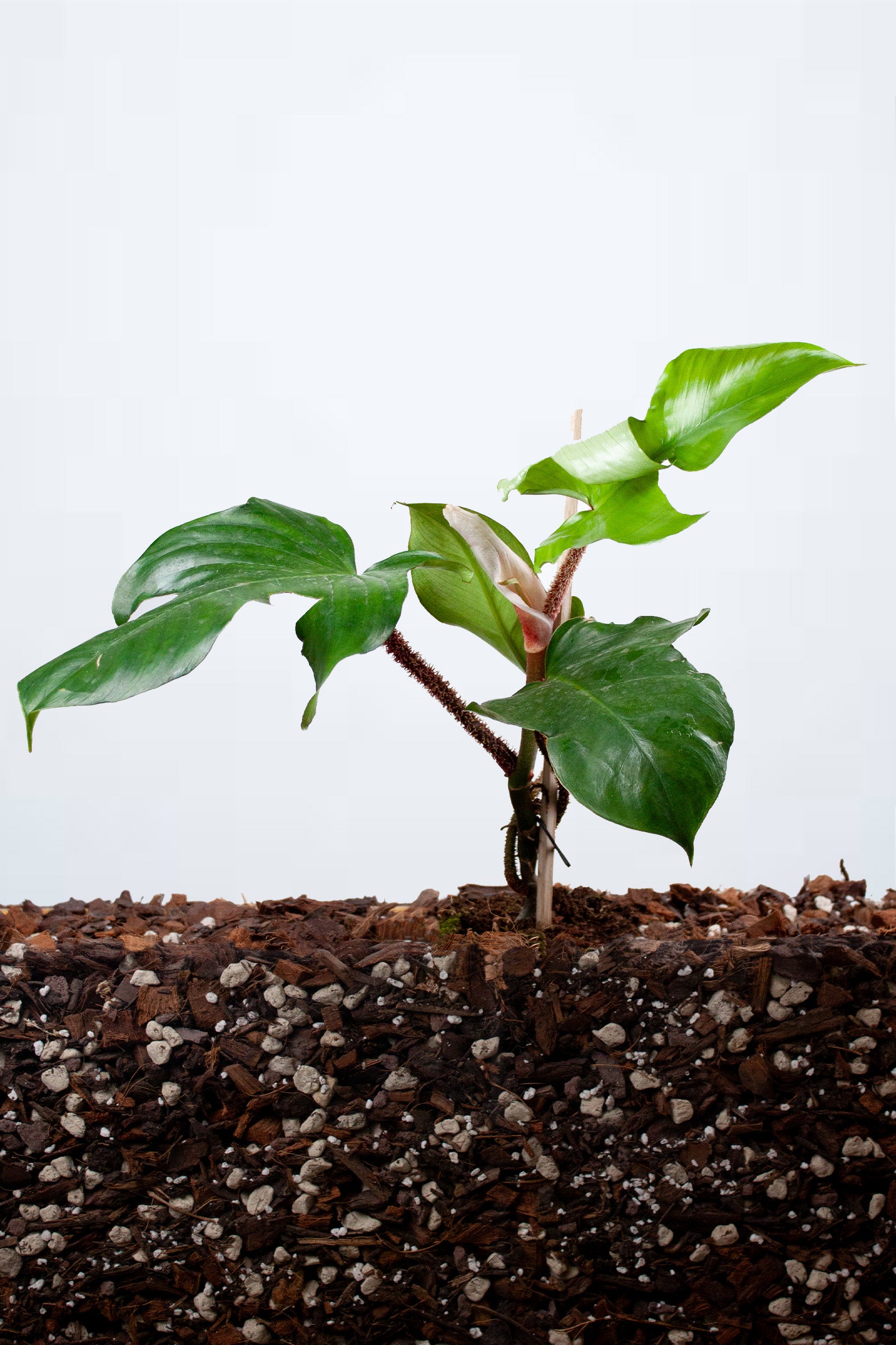 Philodendron Squamiferum