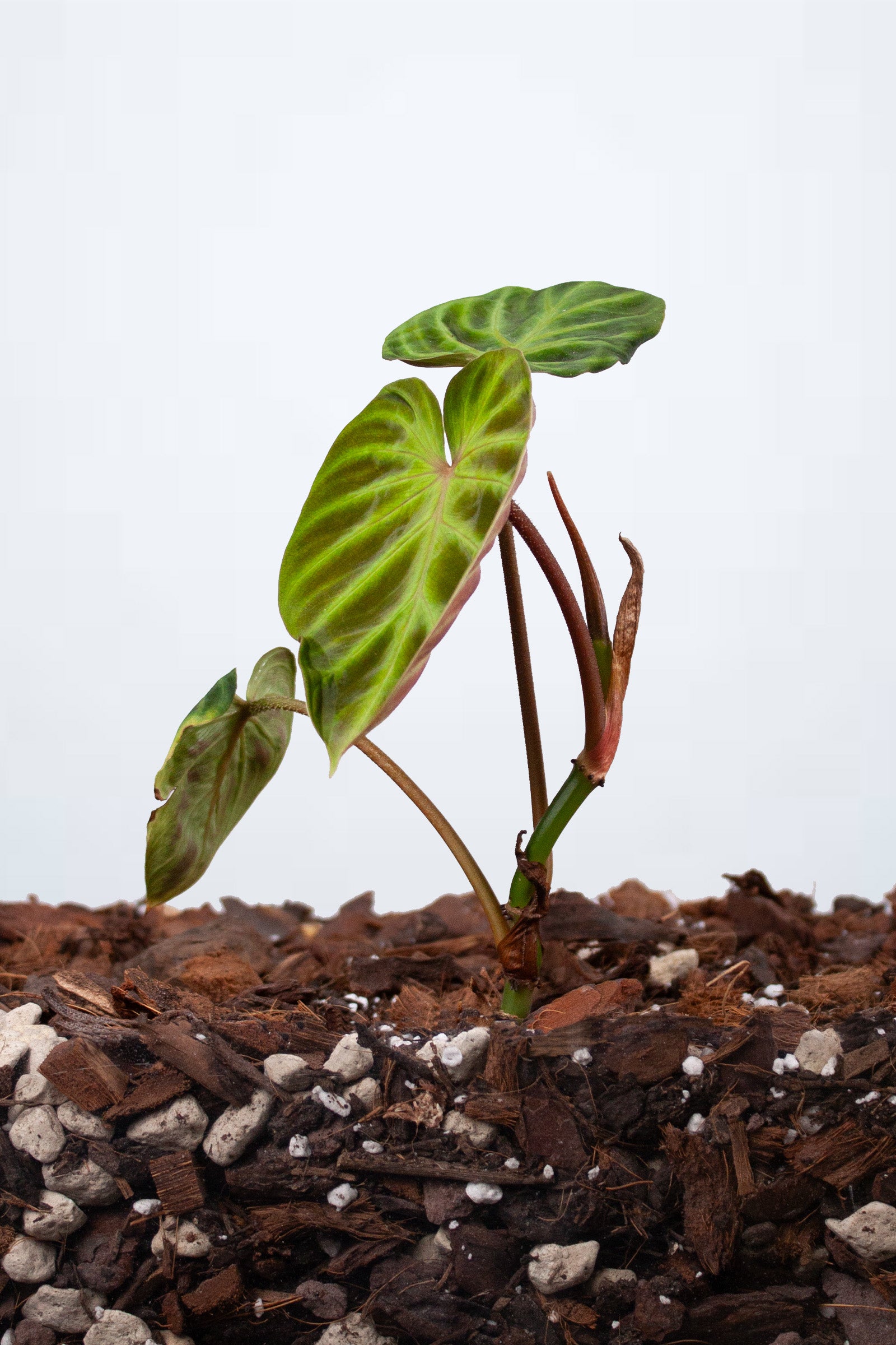 Philodendron Verrucosum