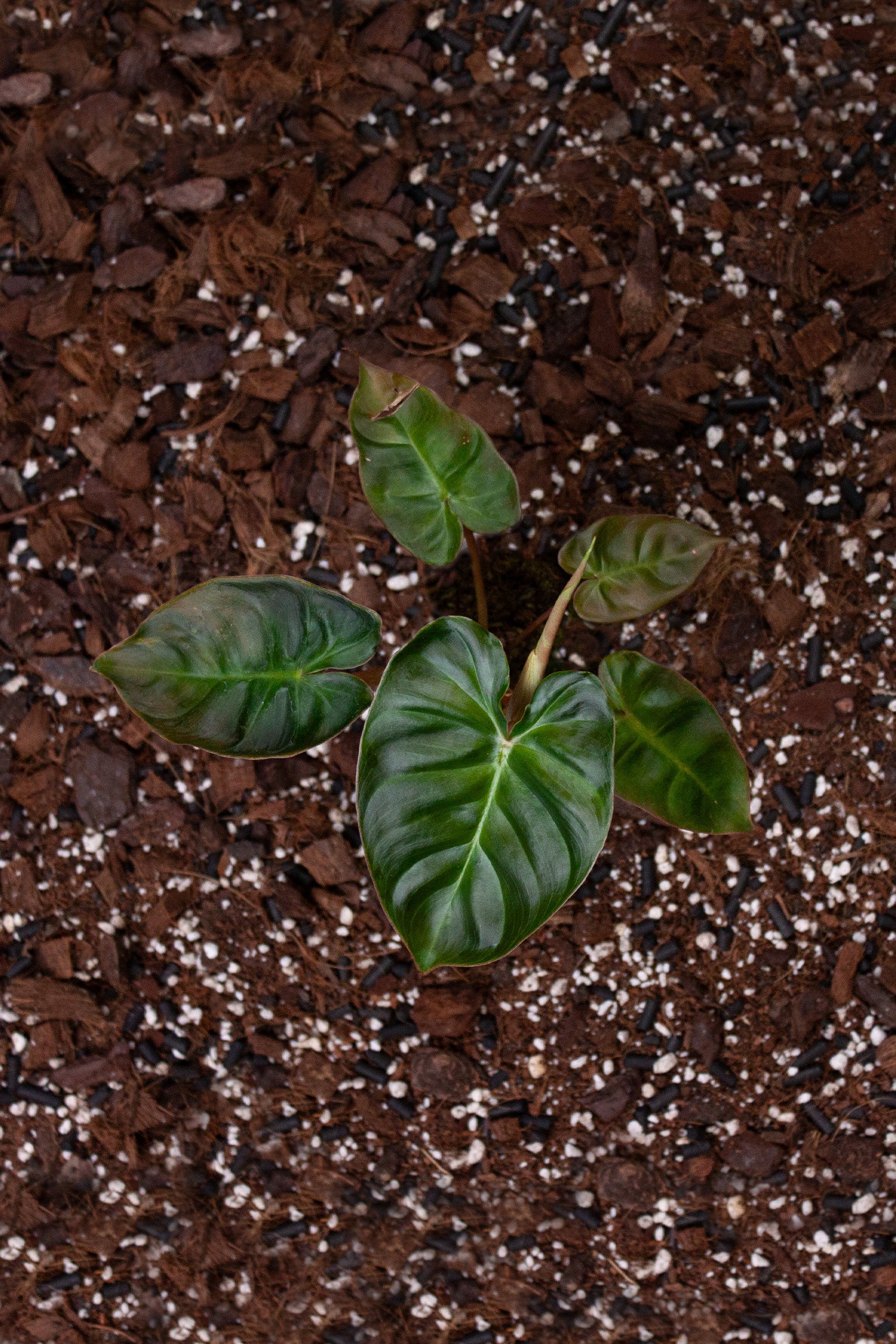 Philidendron Billicosum (Billietiae x Verrucosum)