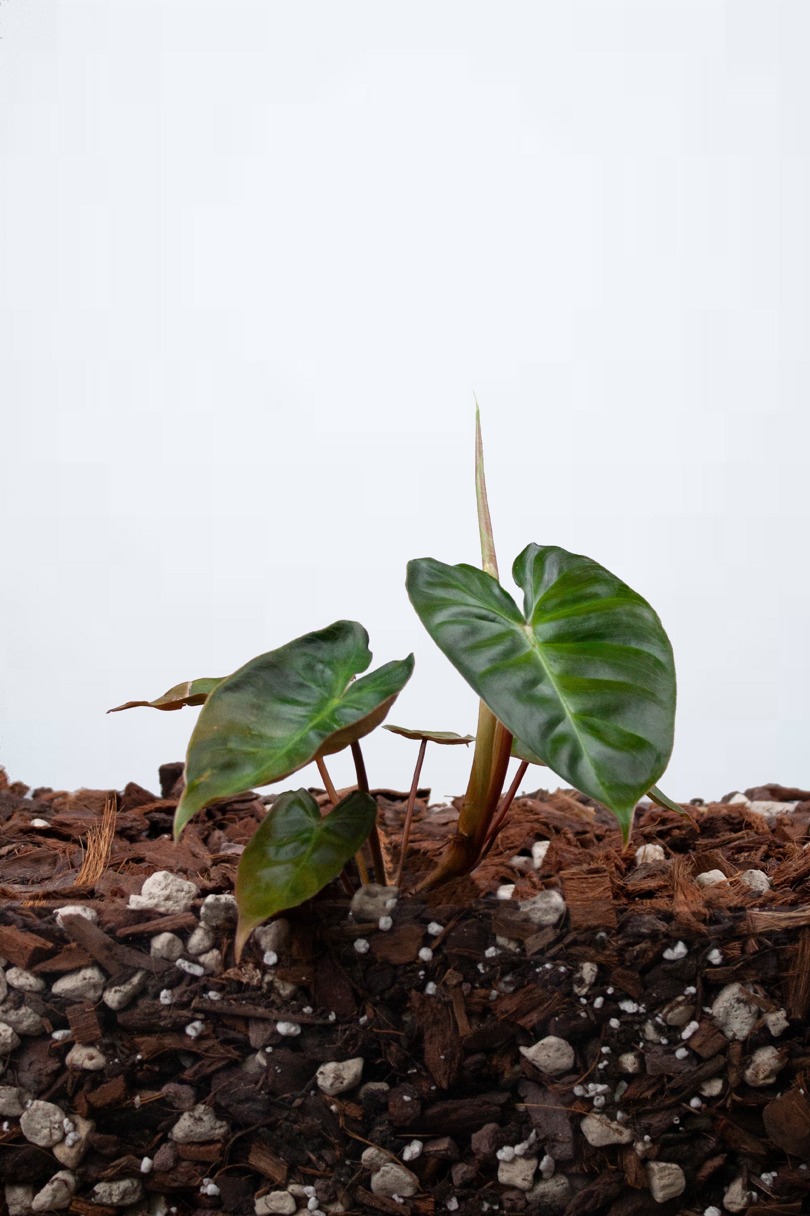 Philidendron Billicosum (Billietiae x Verrucosum)