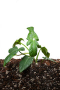 Philodendron Bipennifolium Aurea