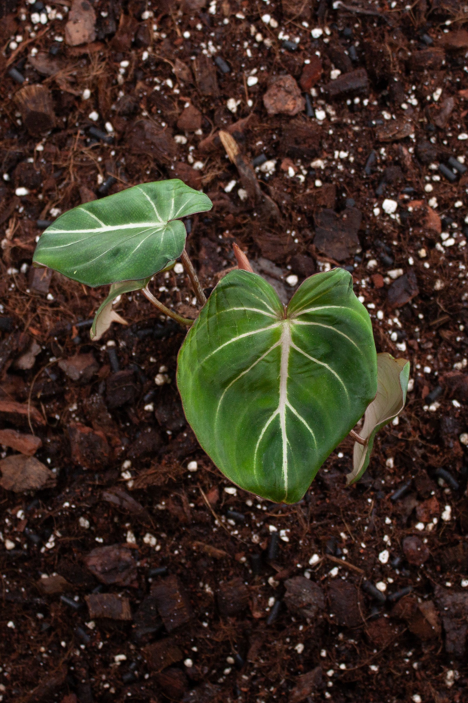 Philodendron Gloriosum