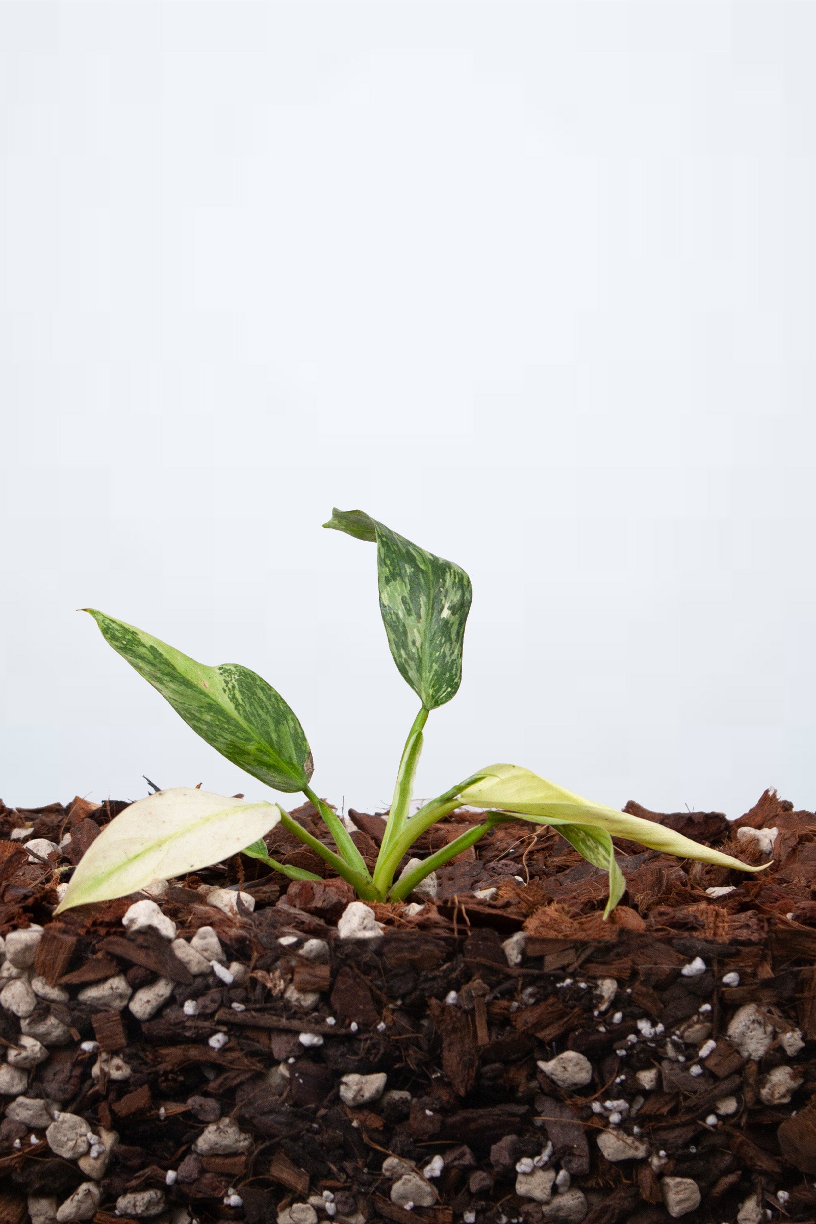 Philodendron Jose Bueno