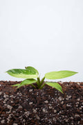 Philodendron Jose Bueno