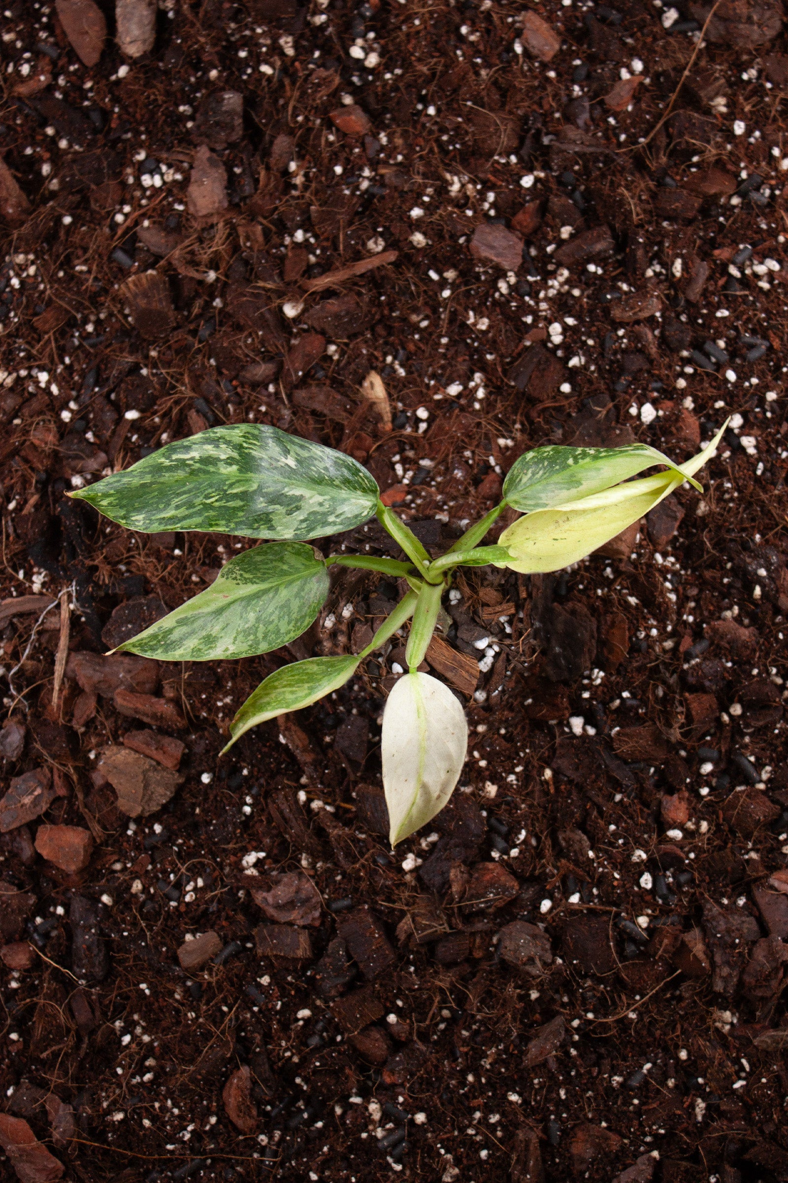 Philodendron Jose Bueno