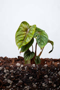 Philodendron Mamei
