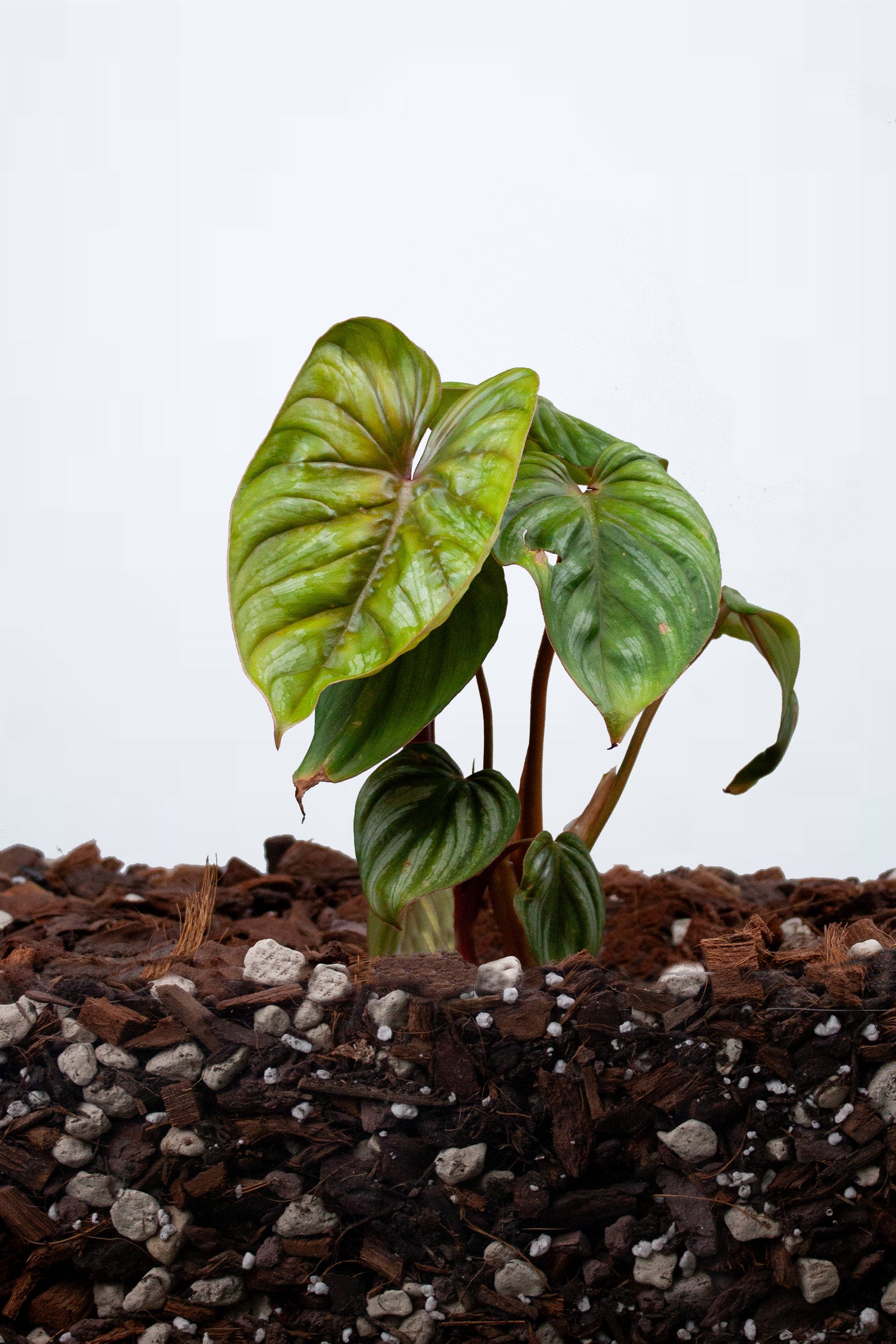 Philodendron Mamei