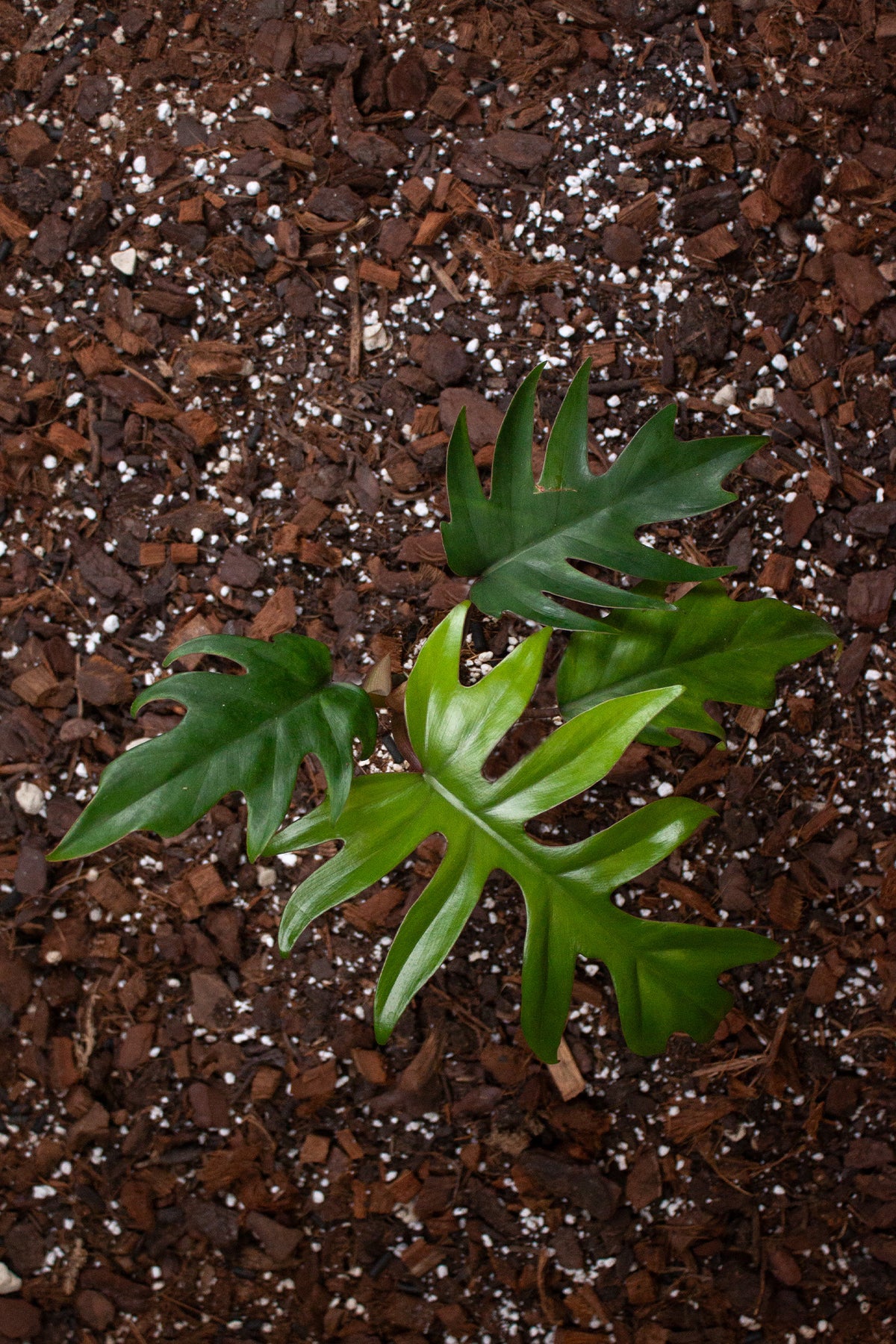 Philodendron Mayoi