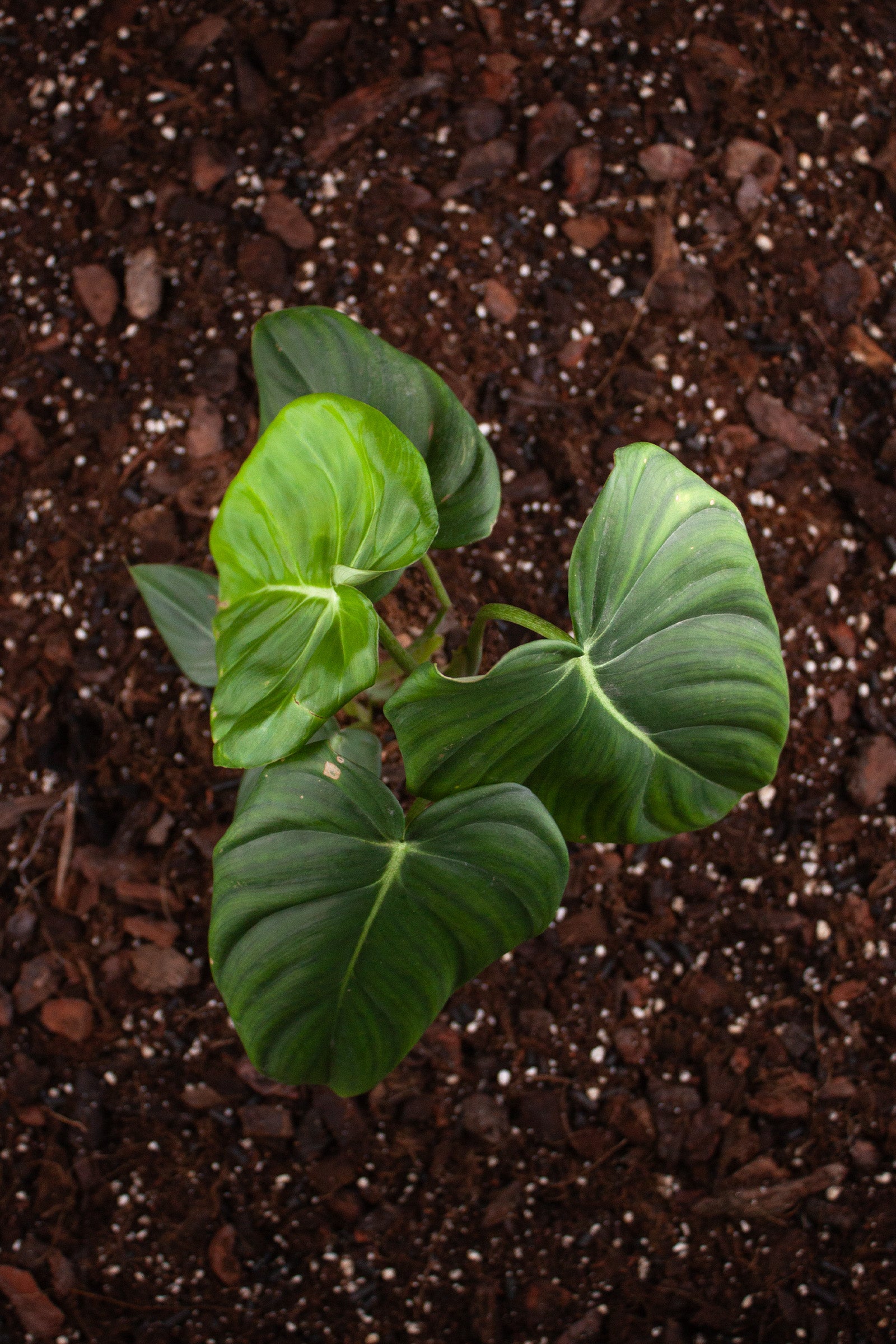 Philodendron McDowell