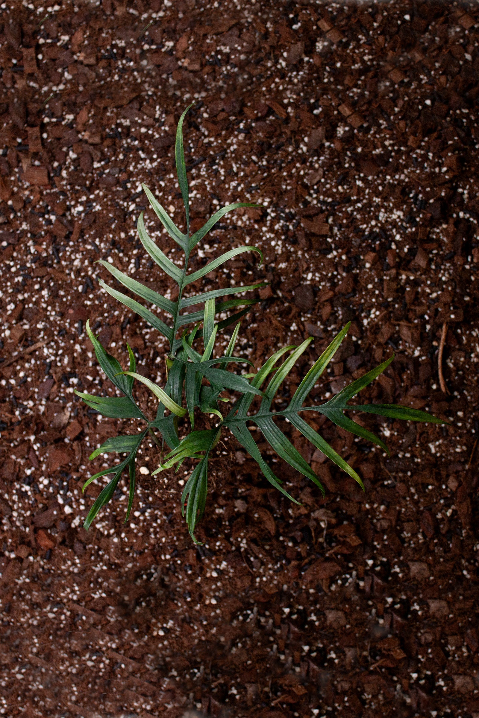 Philodendron Polypodioides