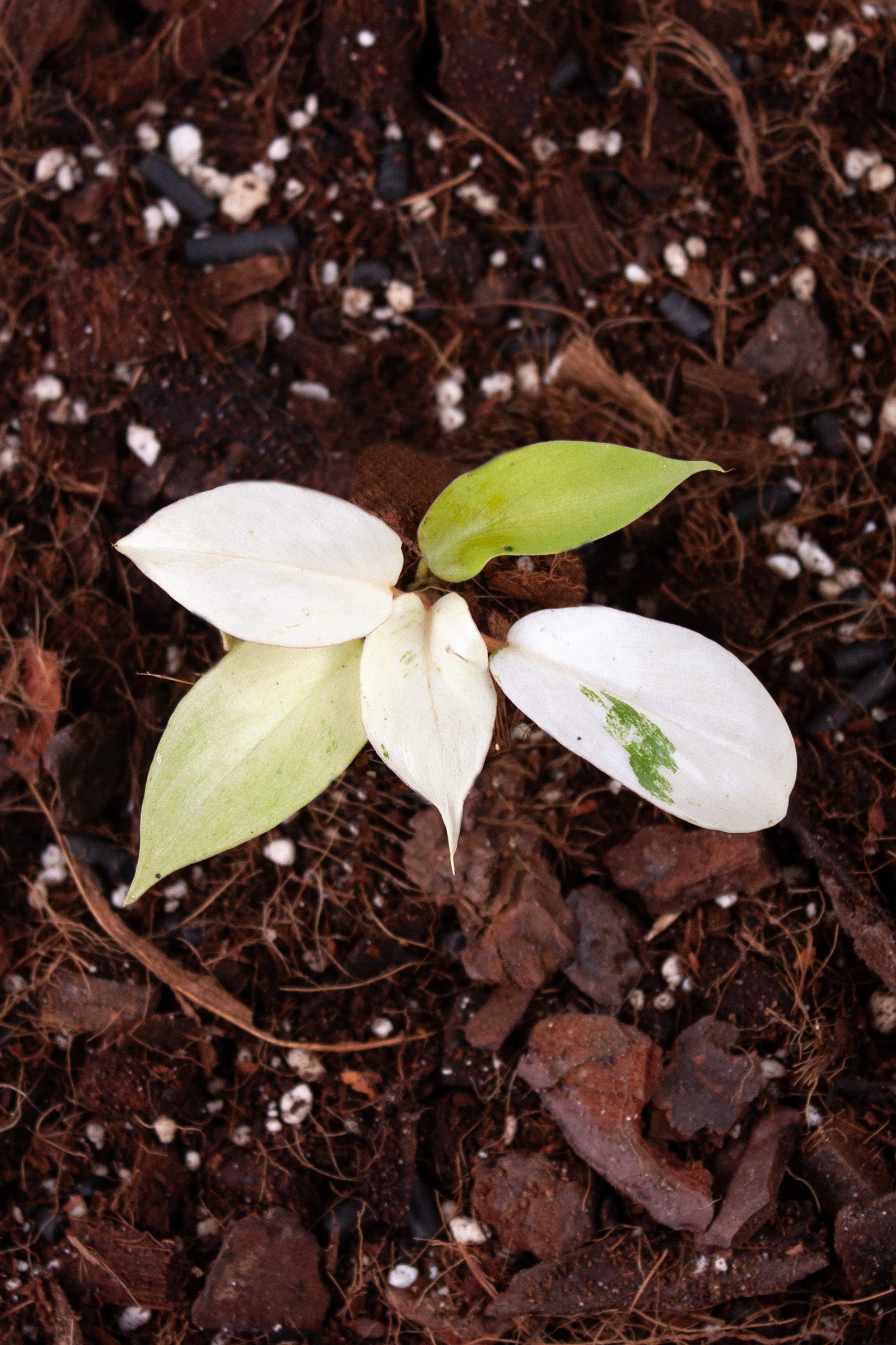 Philodendron Snowdrift