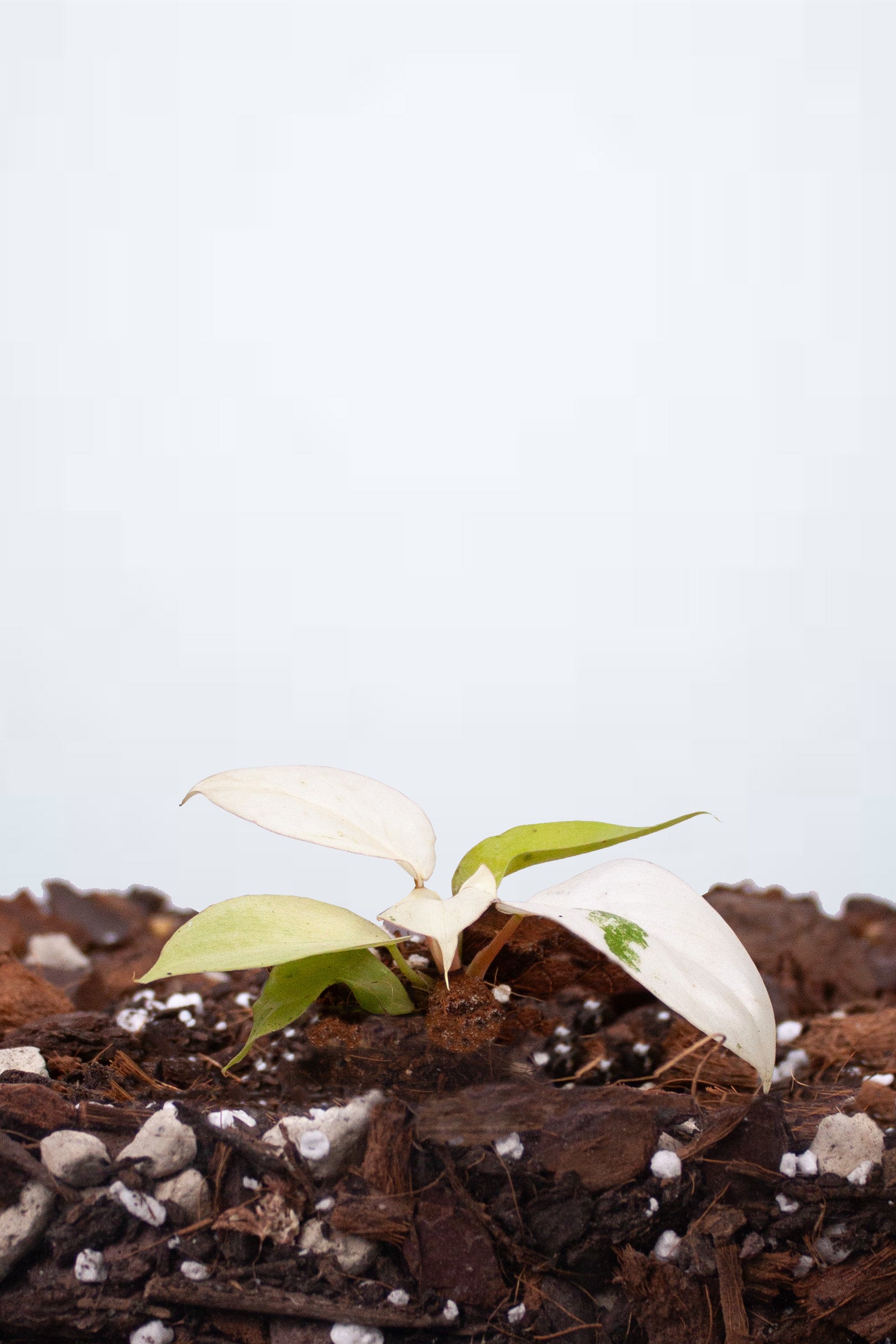 Philodendron Snowdrift