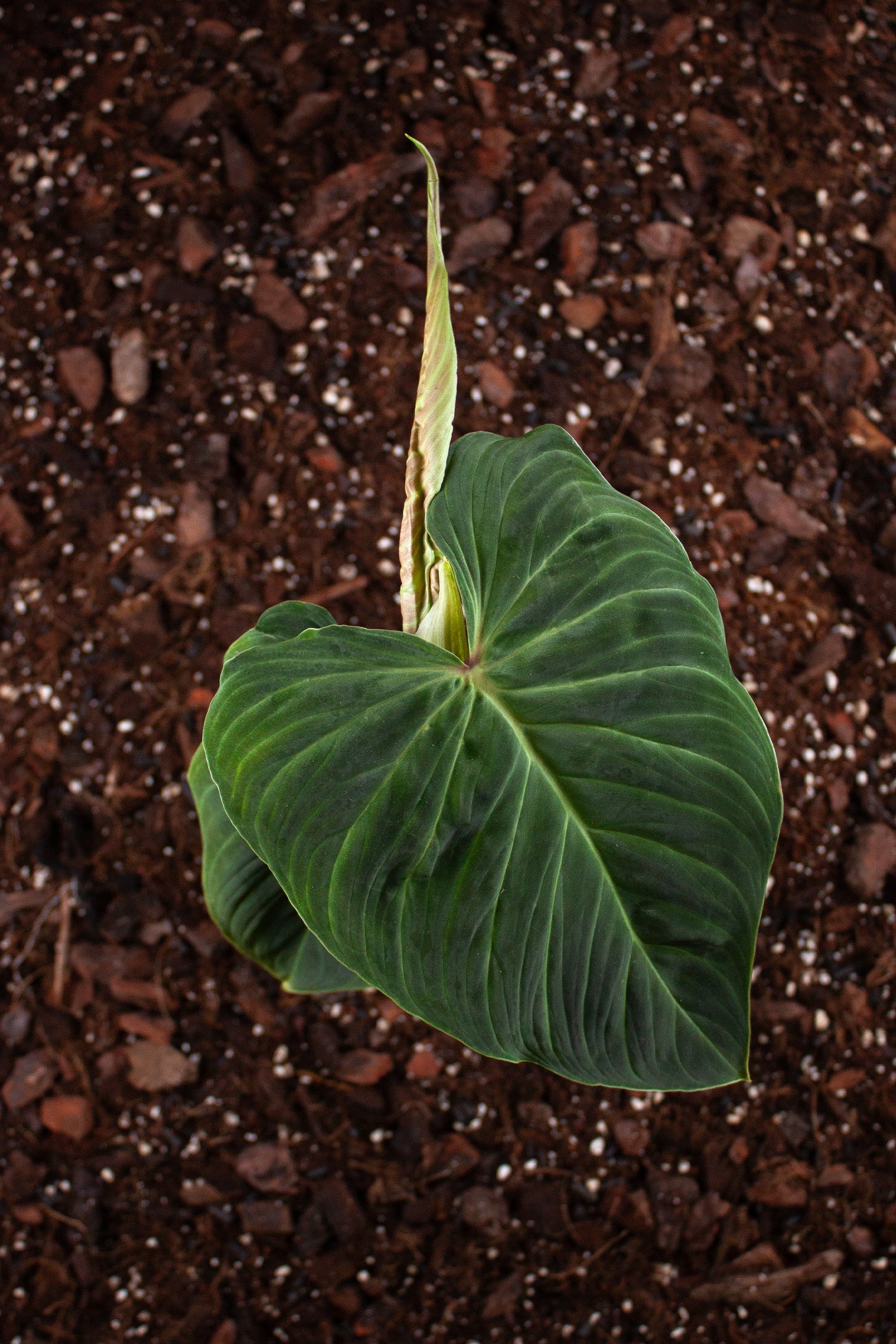 Philodendron Splendid (Mélanochrysum × Verrucosum)