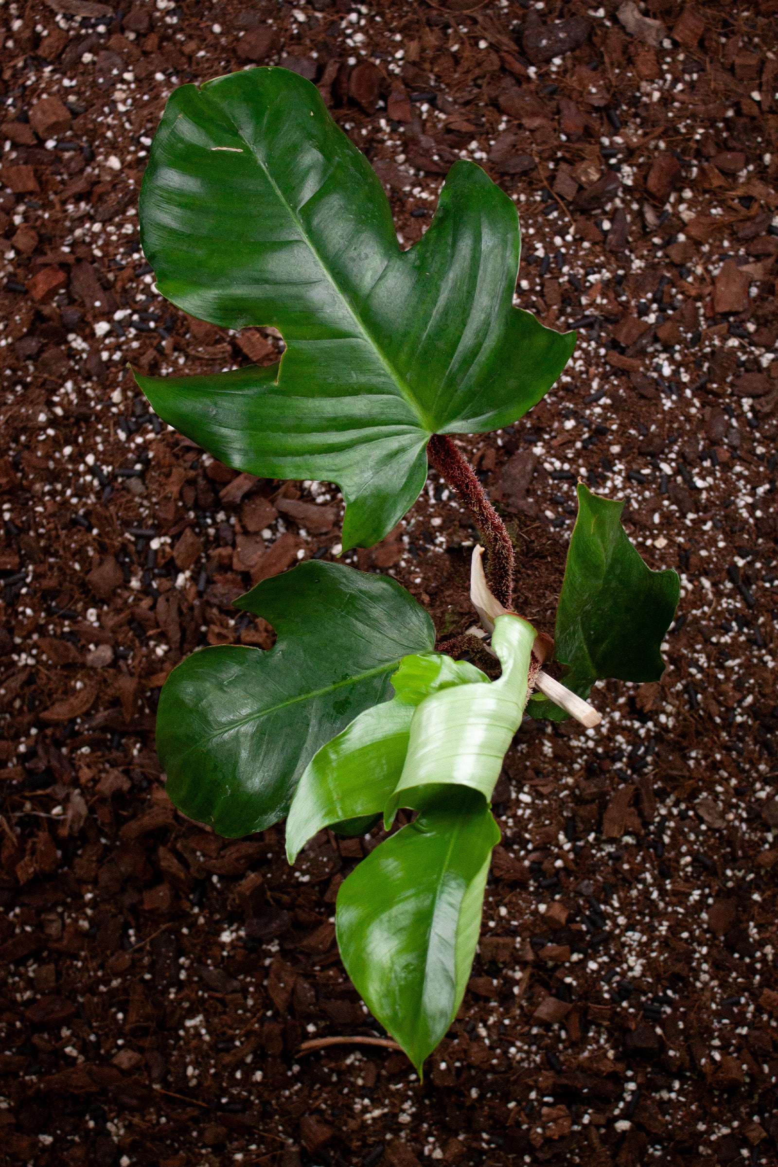 Philodendron Squamiferum