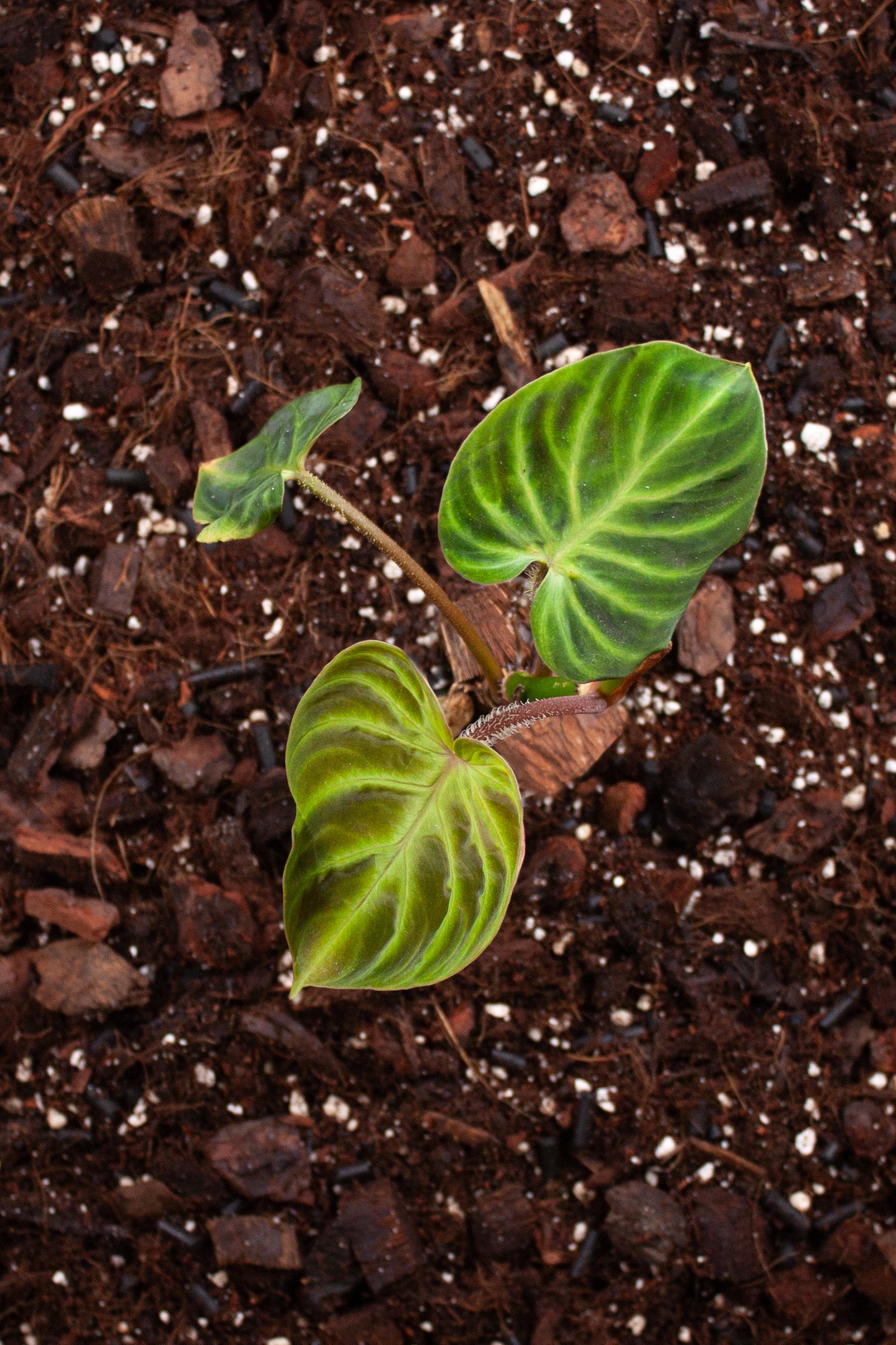 Philodendron Verrucosum