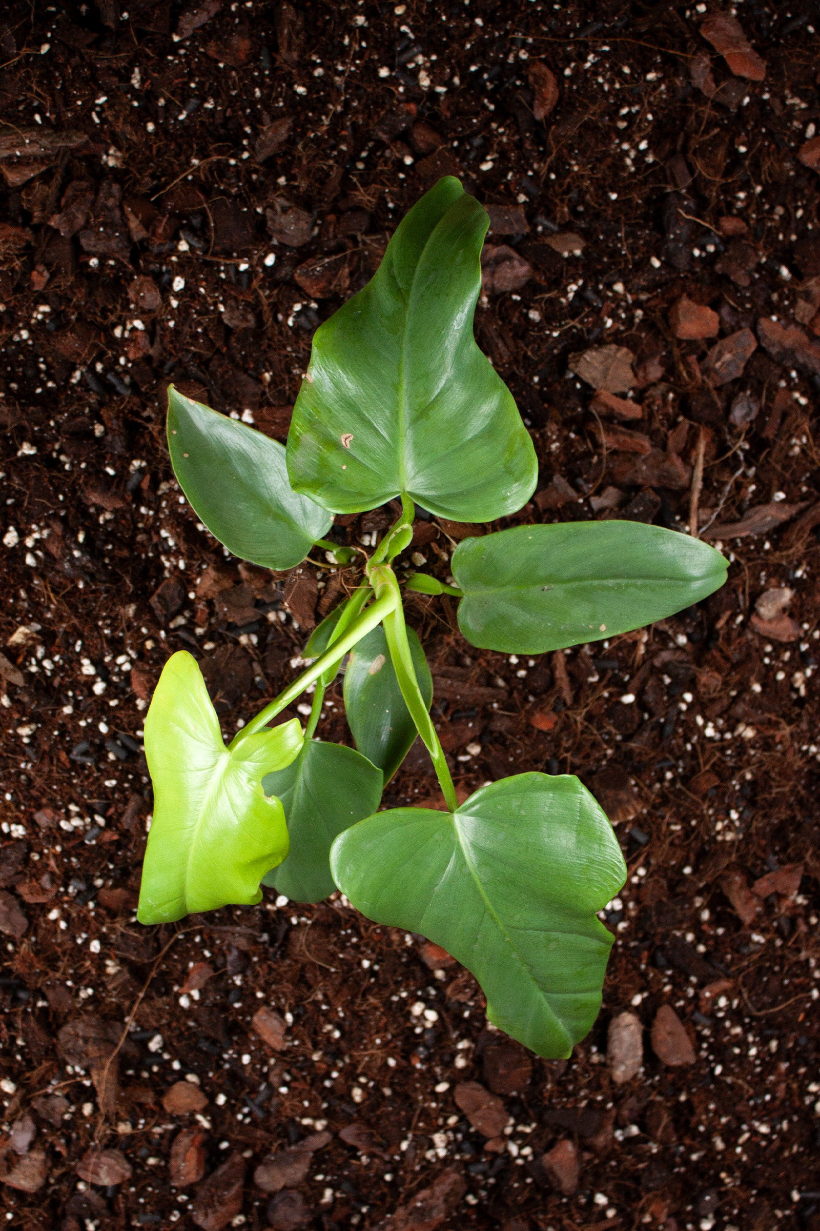 Philodendron Bipennifolium Aurea