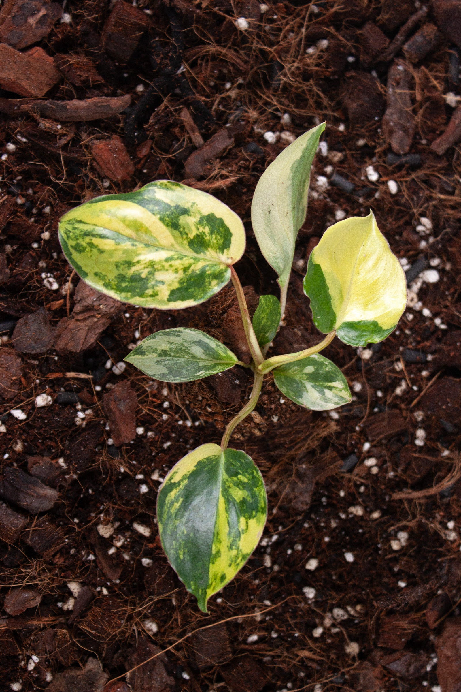 Philodendron Burle-Marx Variegata