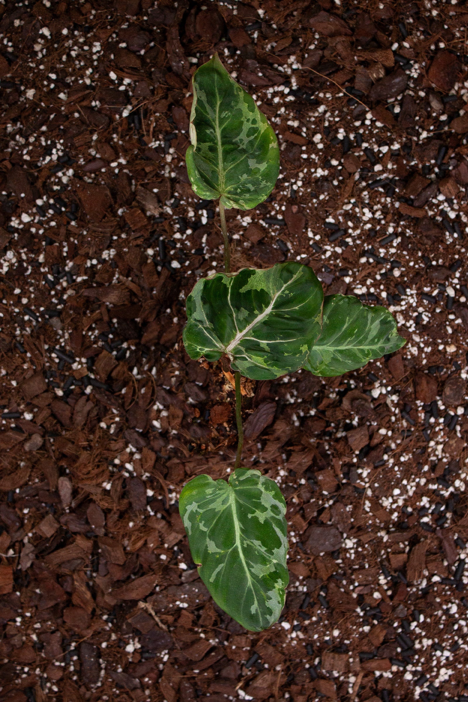 Philodendron Gloriosum ‘Snow Leopard’