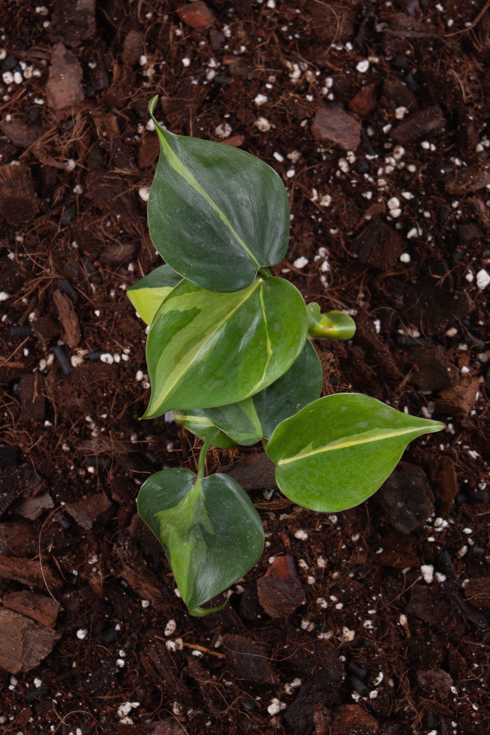 Philodendron Scandens Brasil