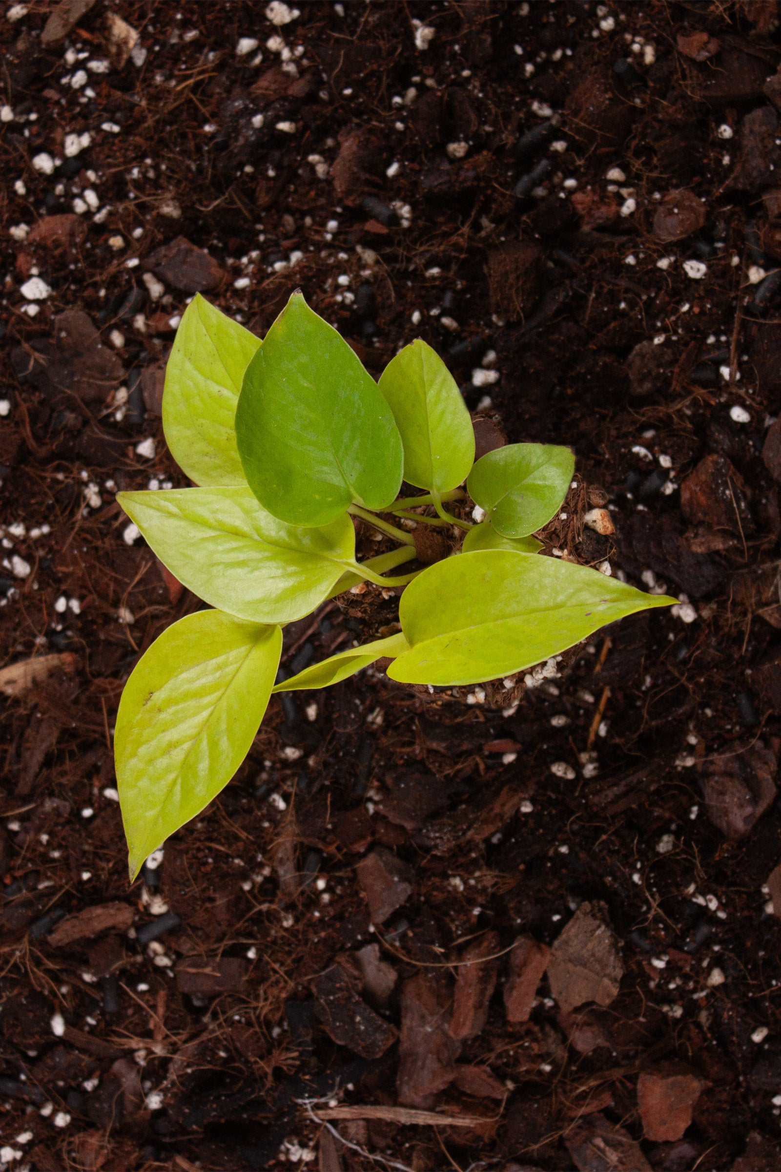 Philodendron Scandens Neon