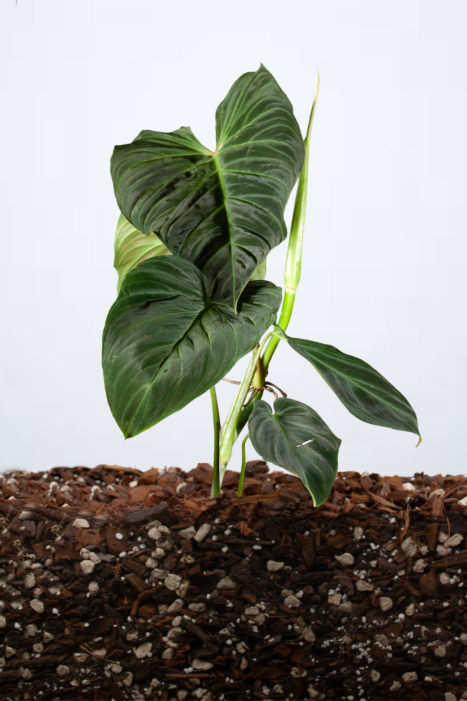 Philodendron Splendid (Mélanochrysum × Verrucosum)