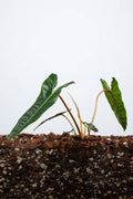 Philodendron Billietiae