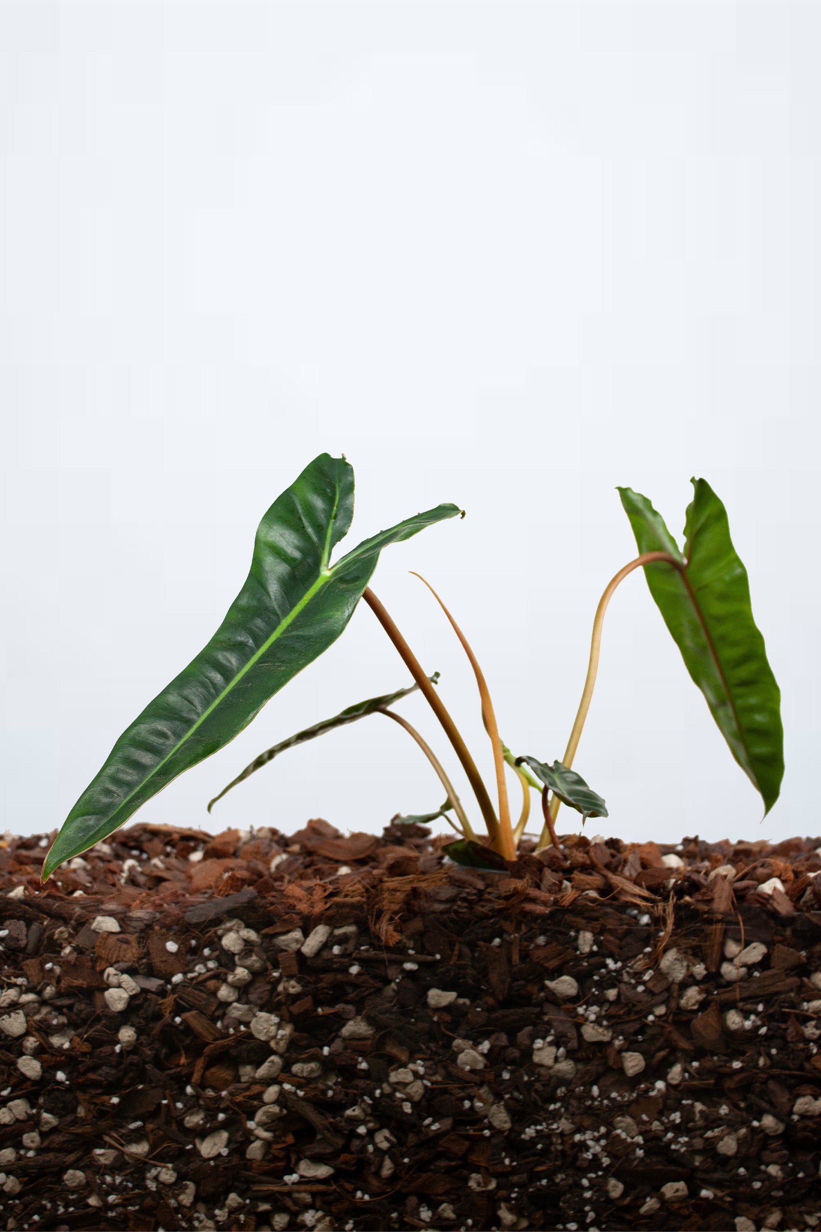 Philodendron Billietiae