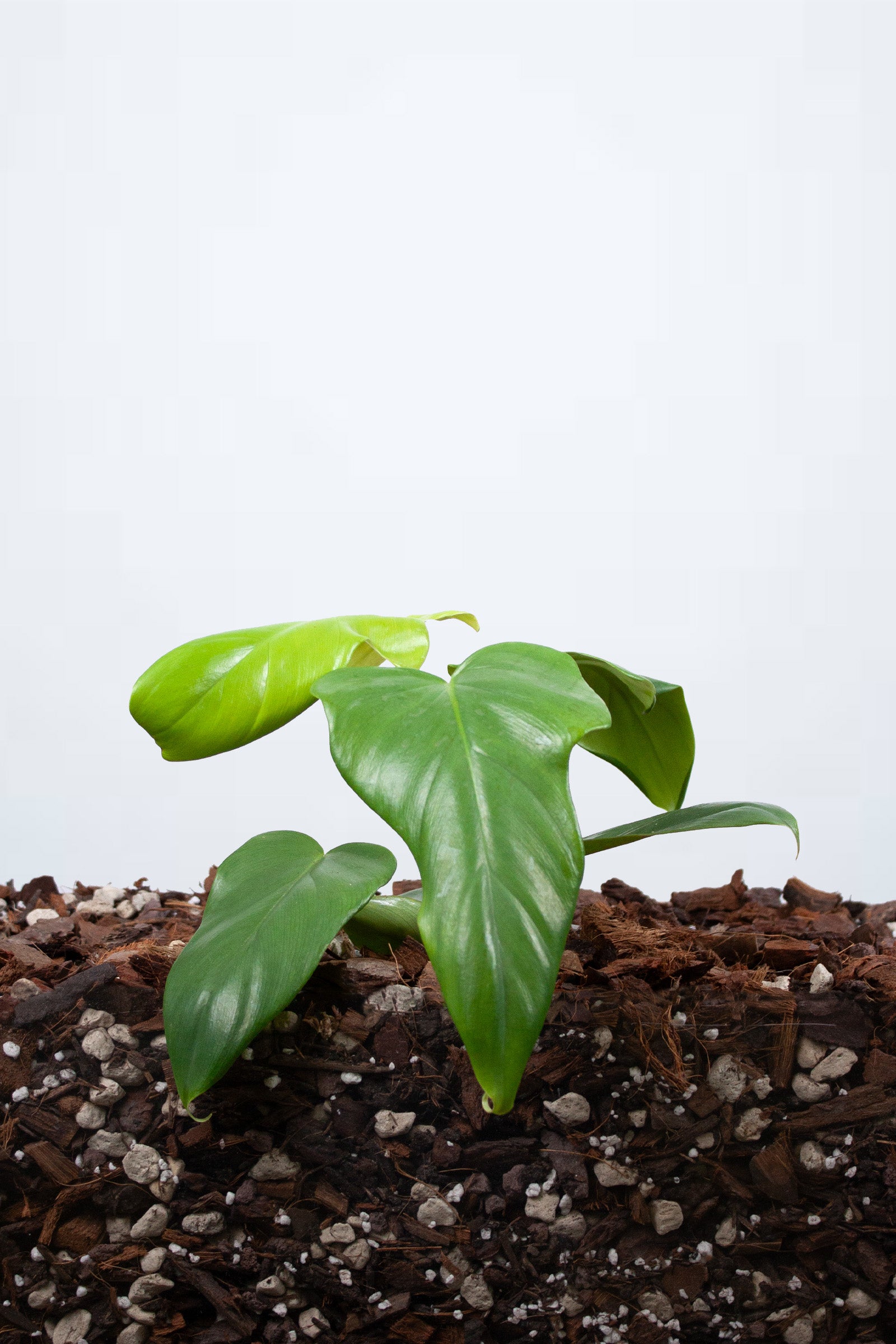 Philodendron Bipennifolium Aurea
