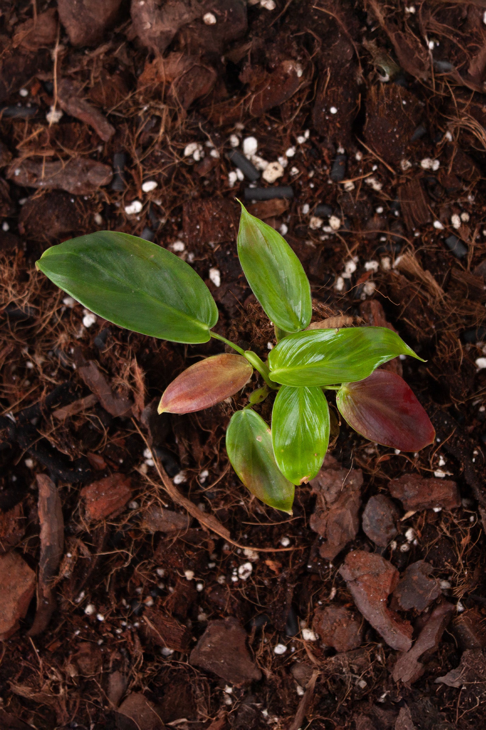 Philodendron Esmeraldense
