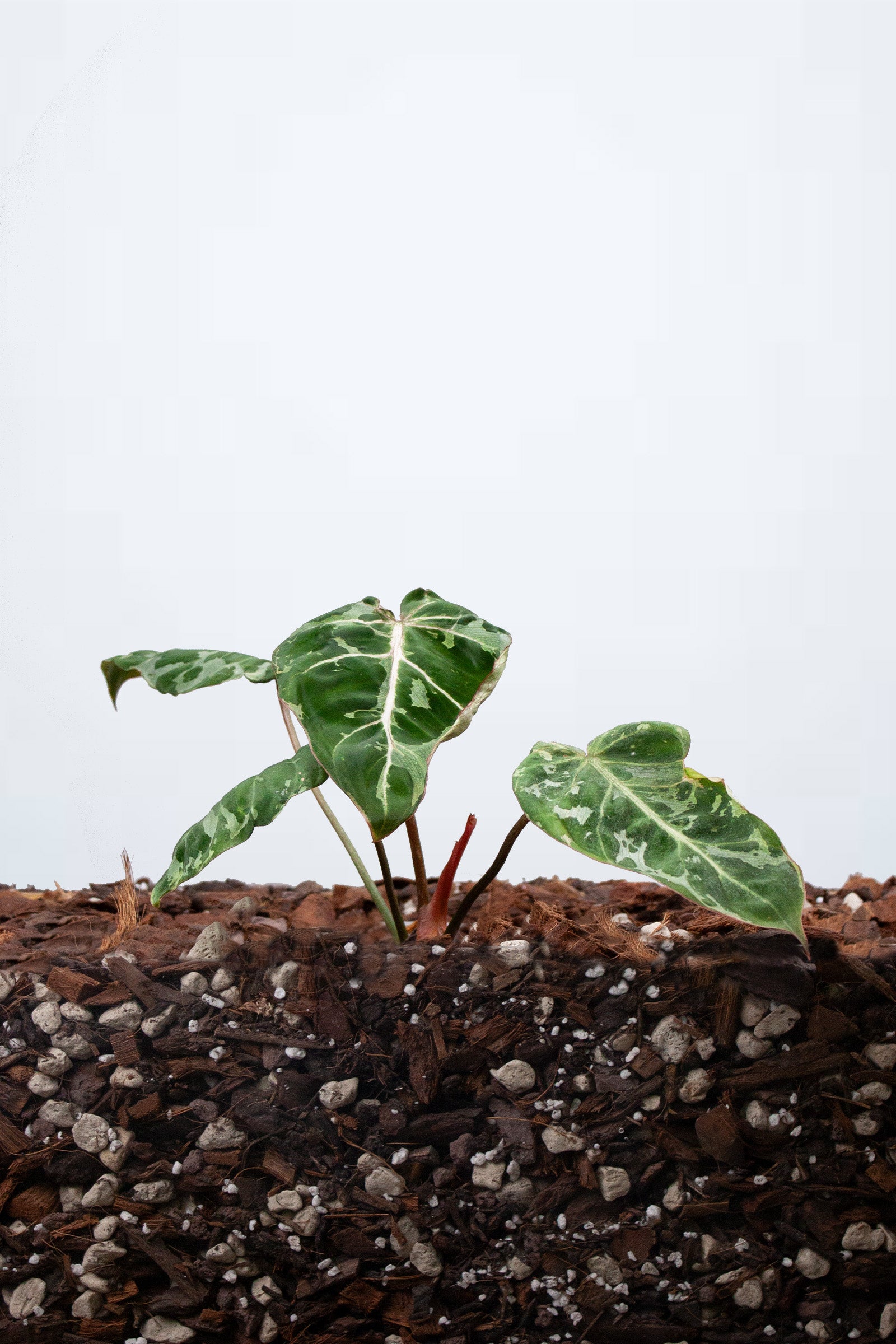 Philodendron Gloriosum ‘Snow Leopard’