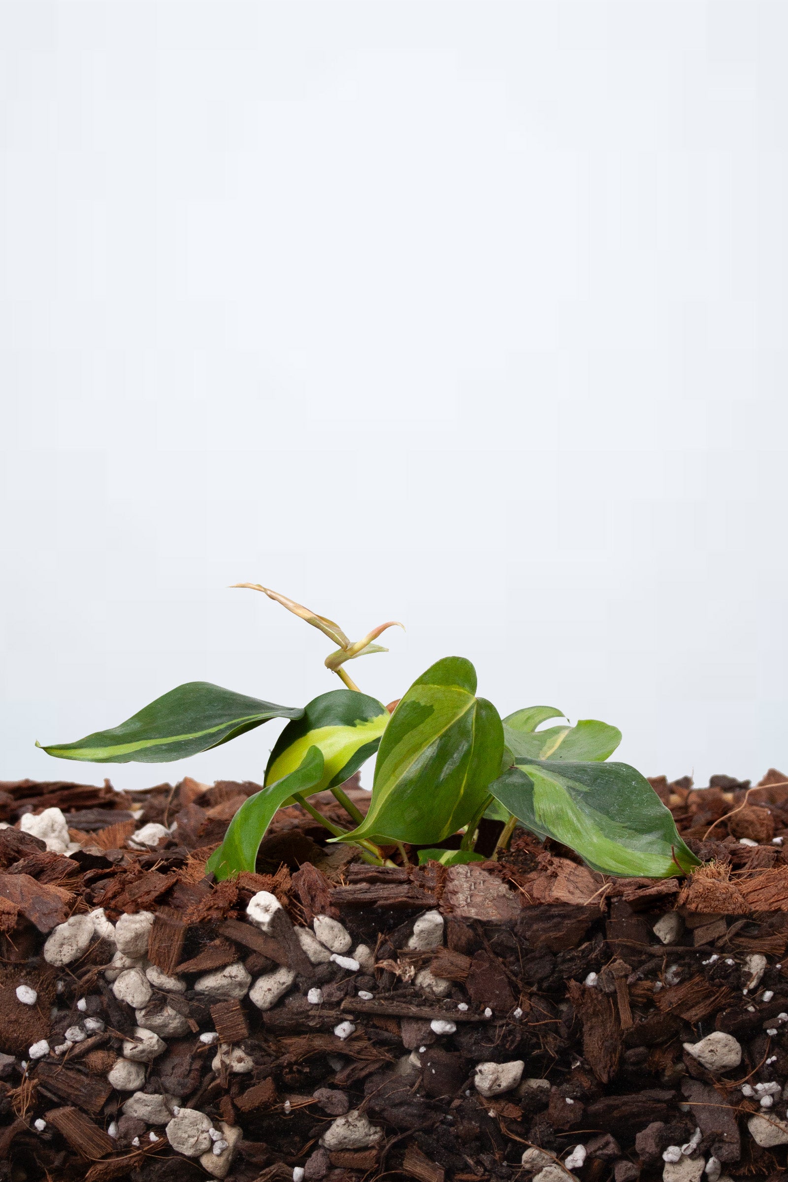 Philodendron Scandens Brasil