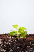 Philodendron Scandens Neon