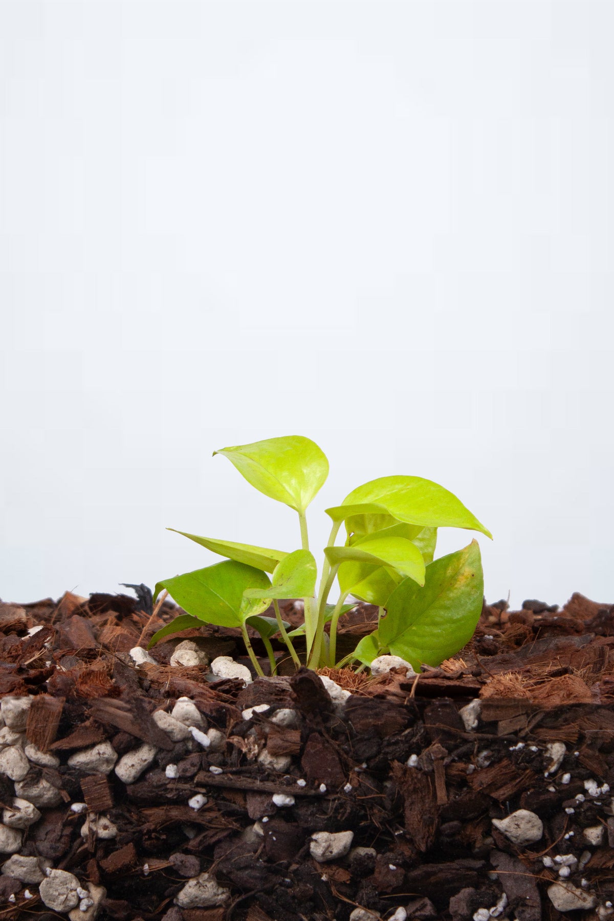 Philodendron Scandens Neon – RACINAE