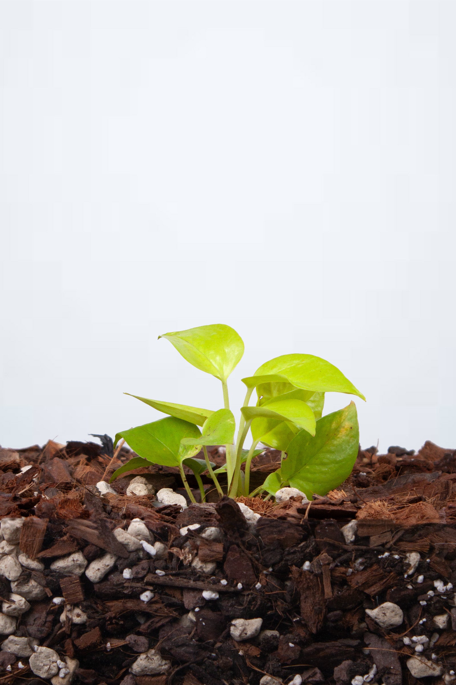 Philodendron Scandens Neon