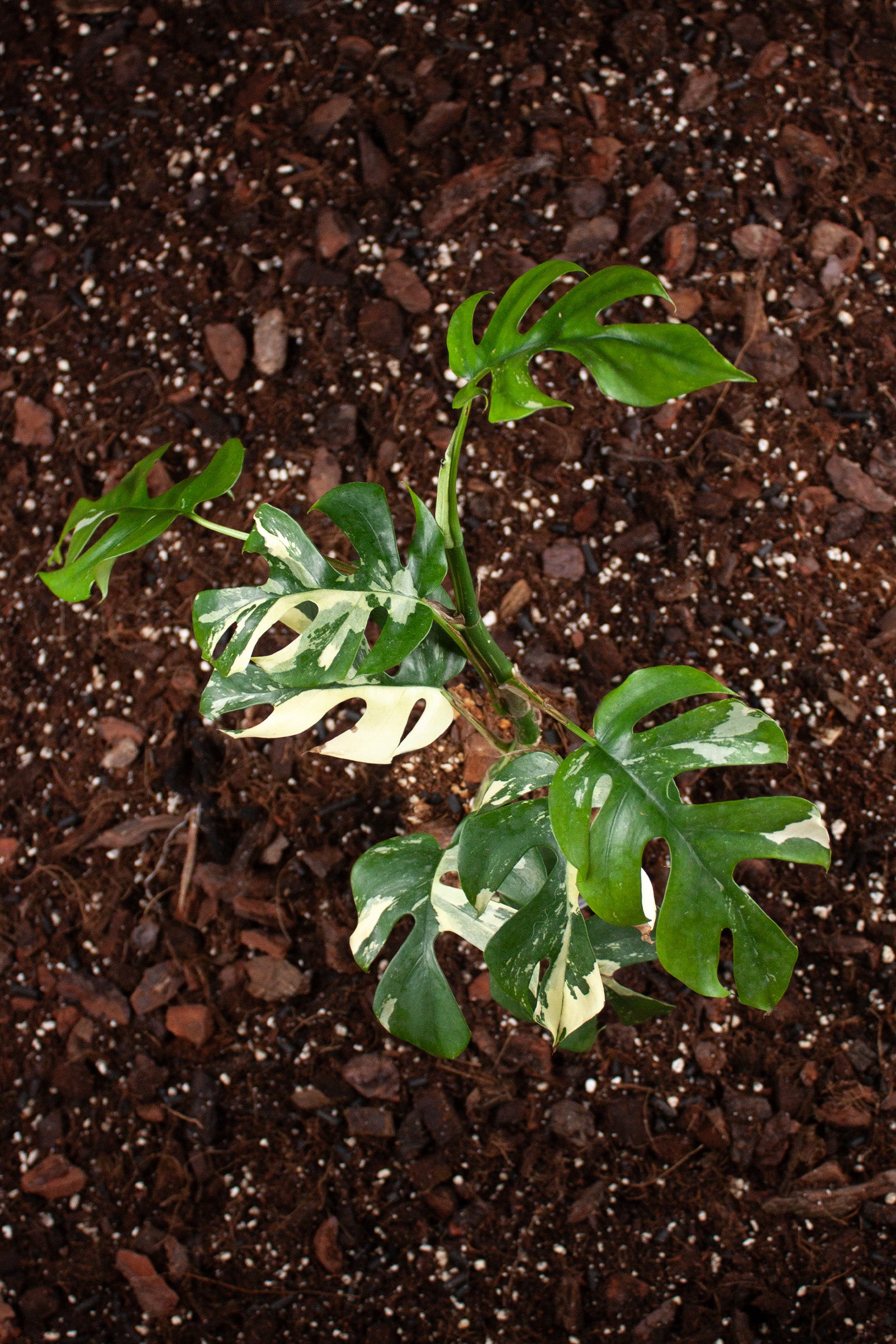 Rhaphidophora Tetrasperma Variegata